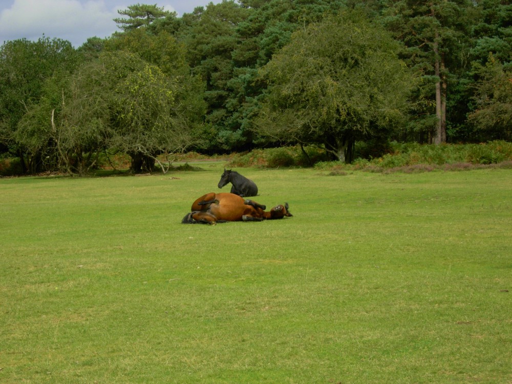 20080908 New Forest (15)