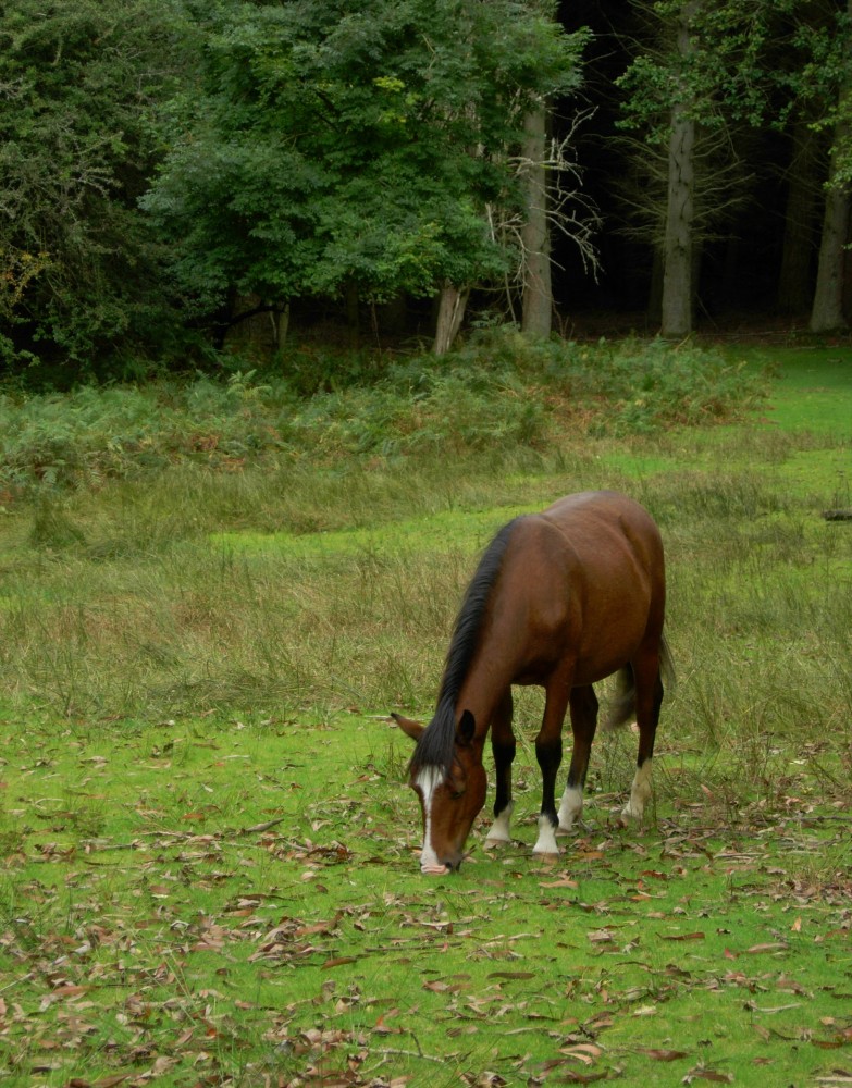 20080908 New Forest (21)