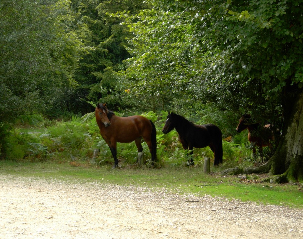 20080908 New Forest (22)