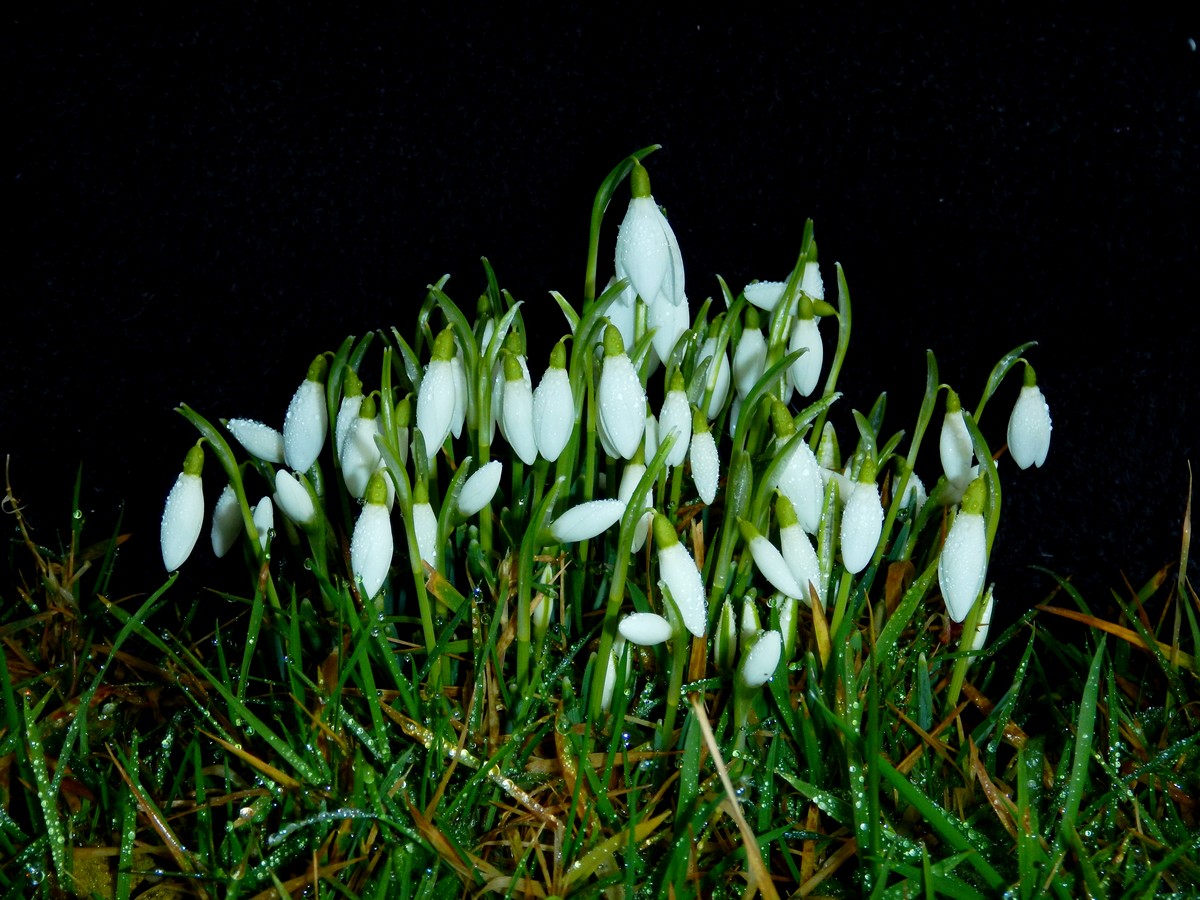 20230129 Snowdrops