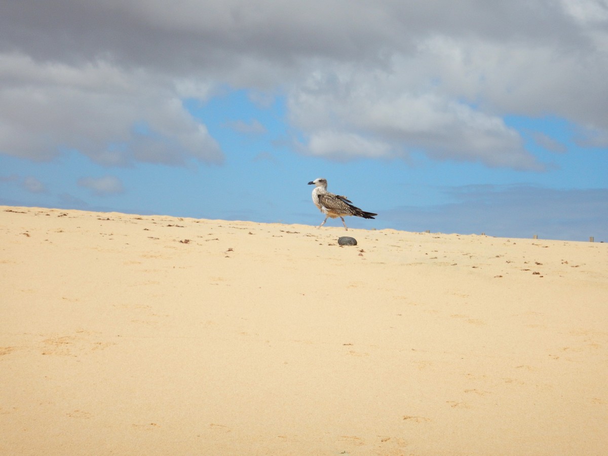 20230919 Corralejo (132)