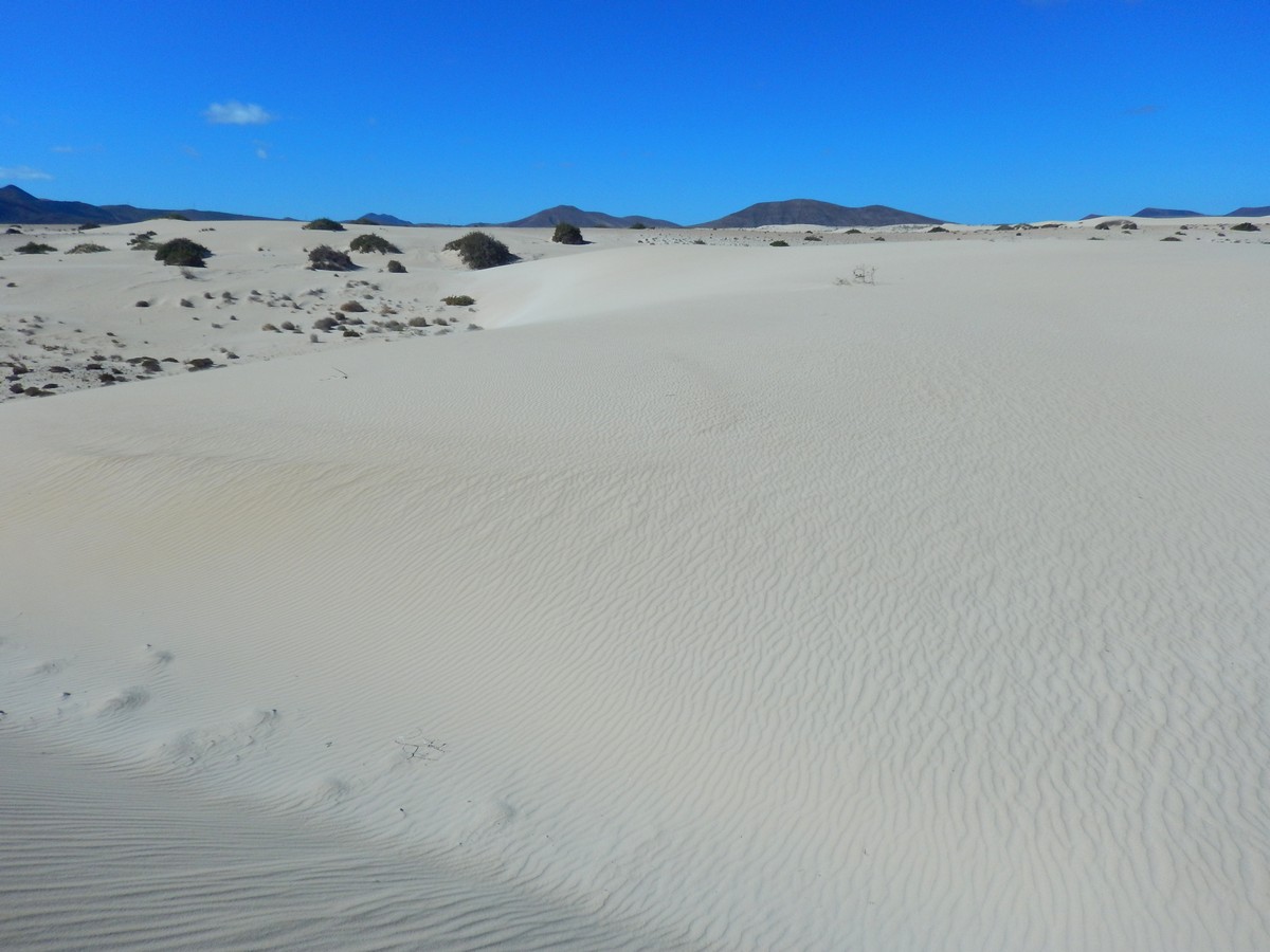 20250120 1 Corallejo (28)