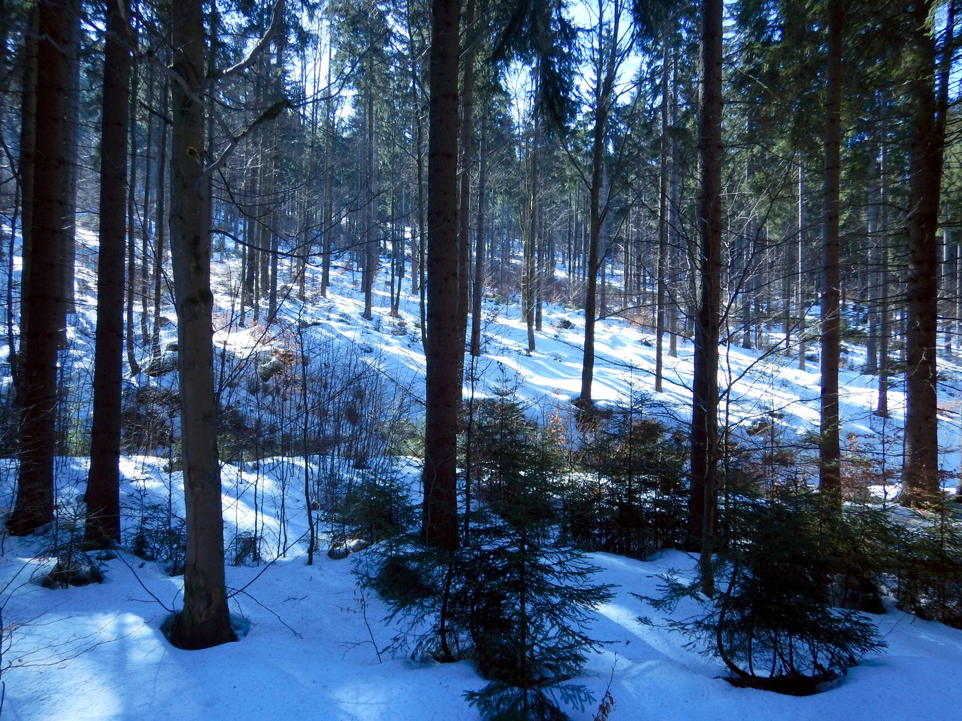 20250306 Dvoracky (13)