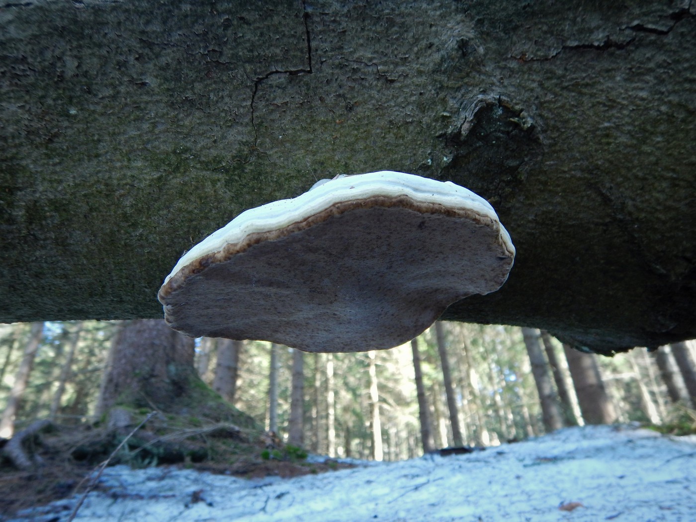 20250307 Myko Krkonose (25)