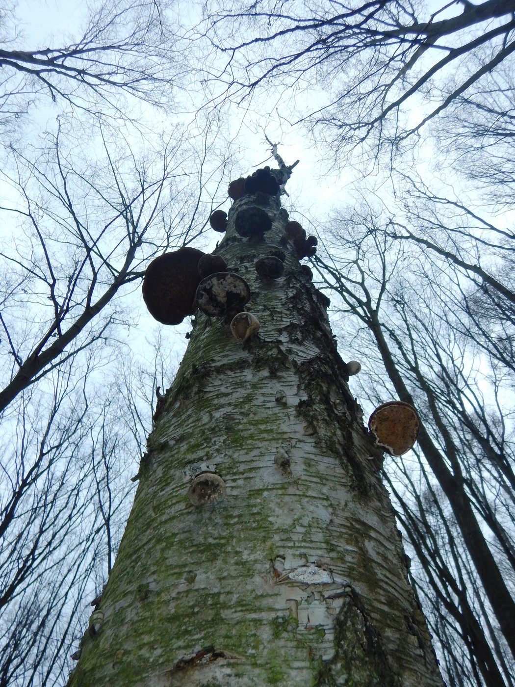 20250312 Myko Chuchle (3)