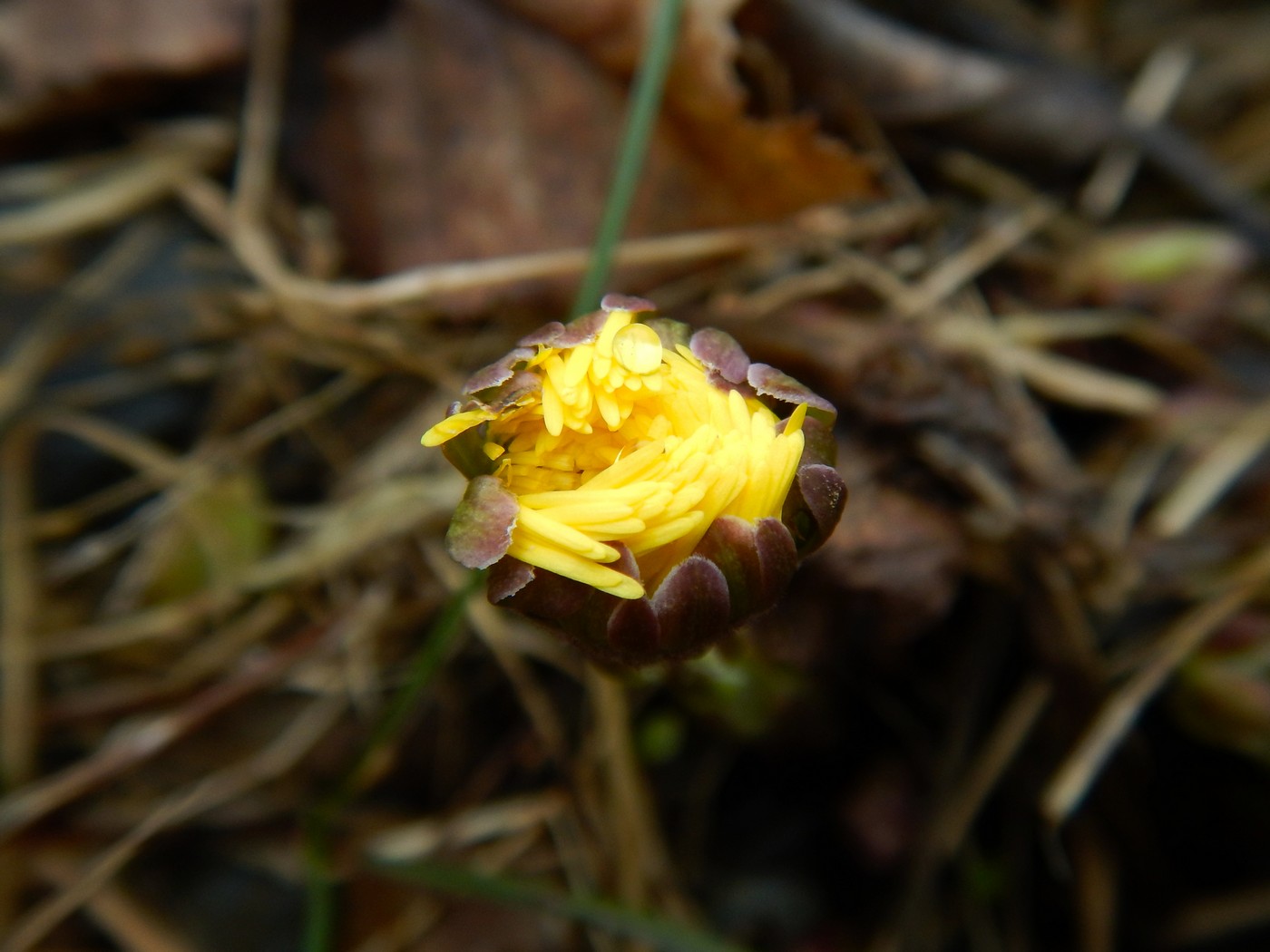 20250314 Myko Beroun (12)
