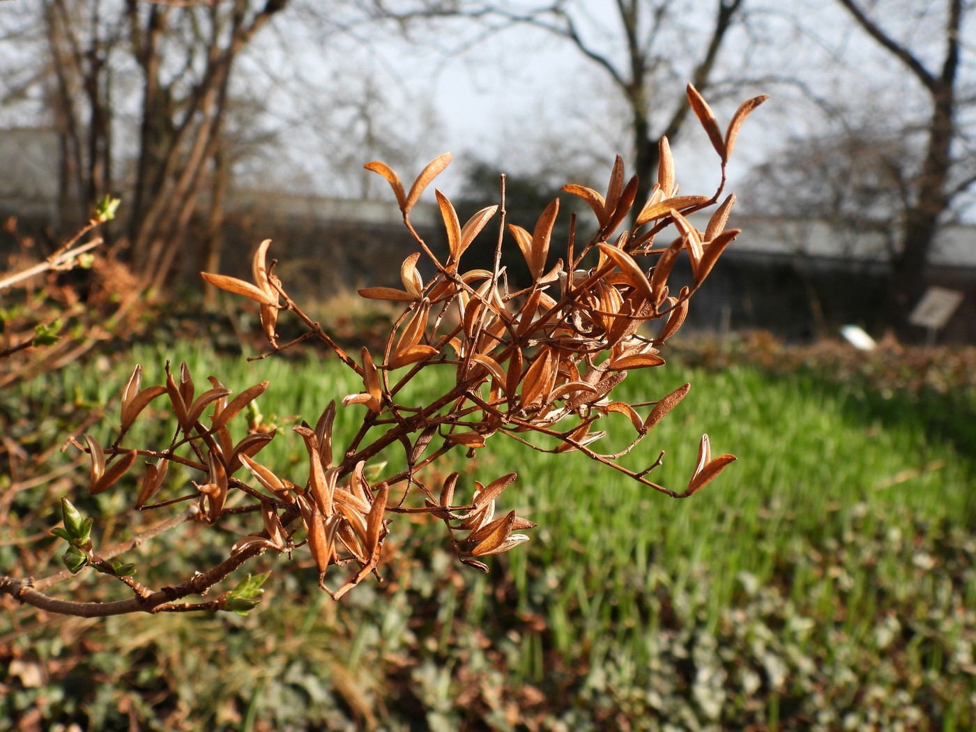 20250315 Botanicka (24)