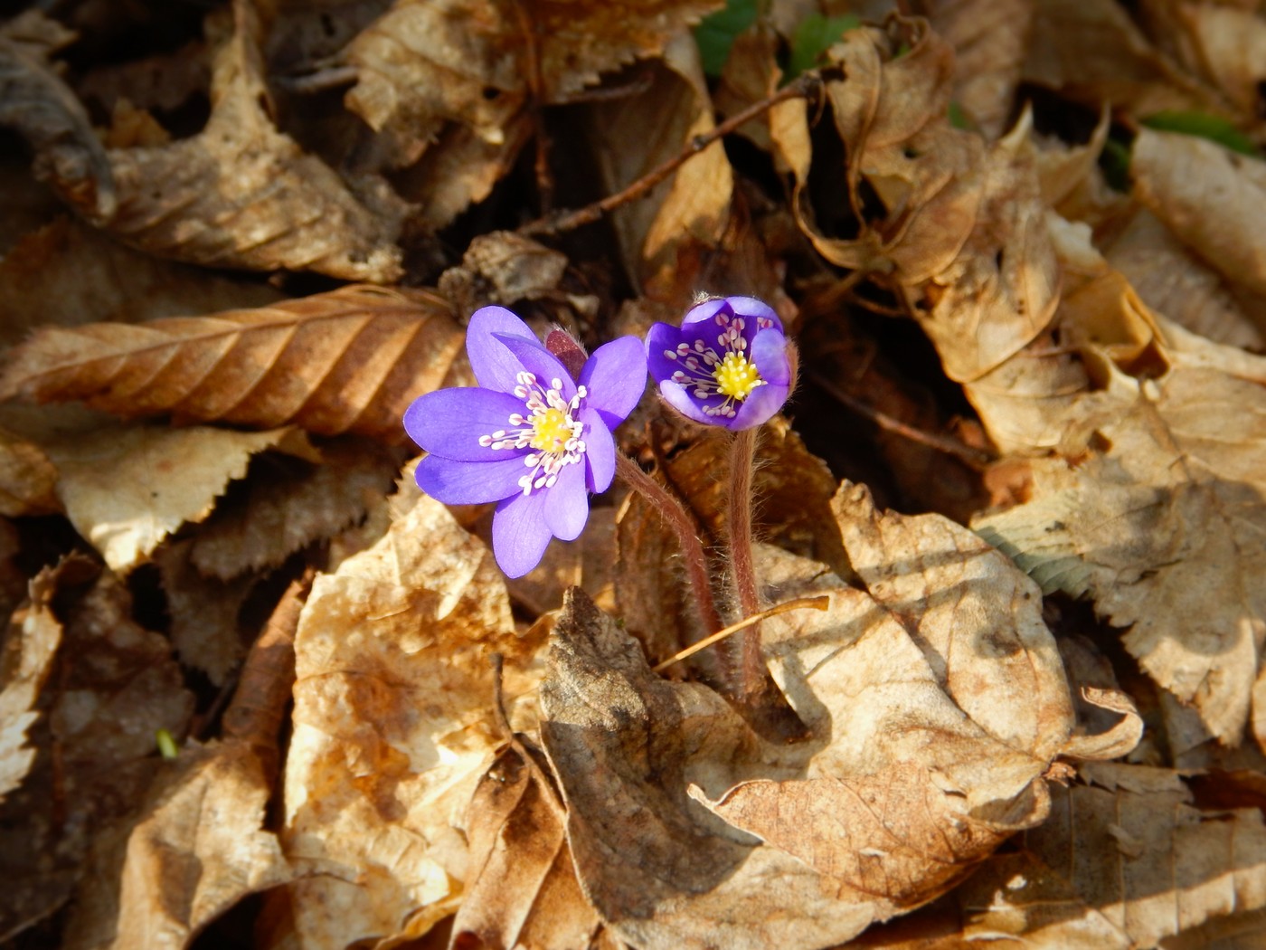20250328 Beroun (34)