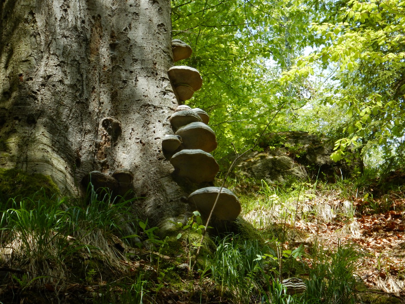 20250502 Smrzovka (23)