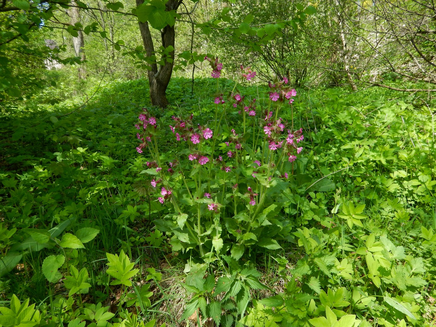 20250502 Smrzovka (26)