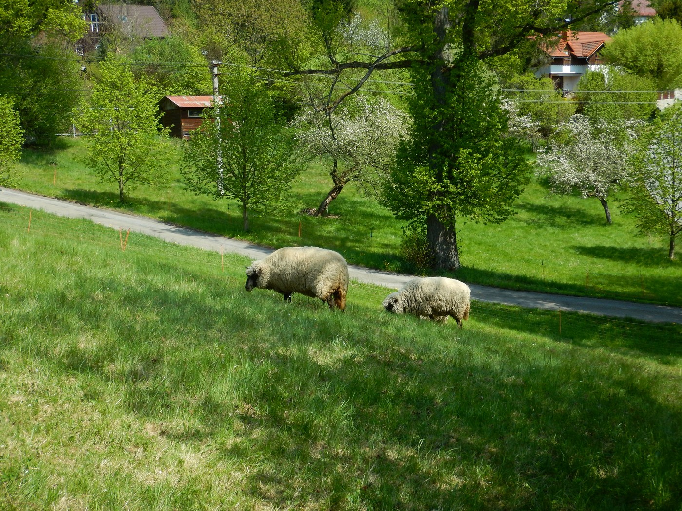 20250502 Smrzovka (29)