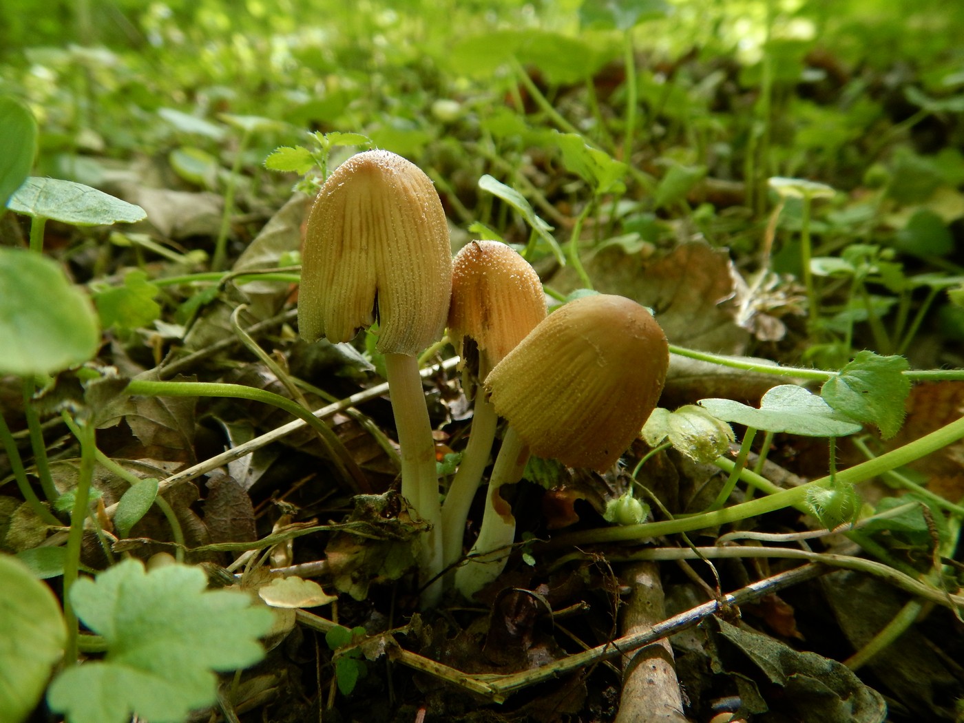 20250506 Myko Prokopak (1)