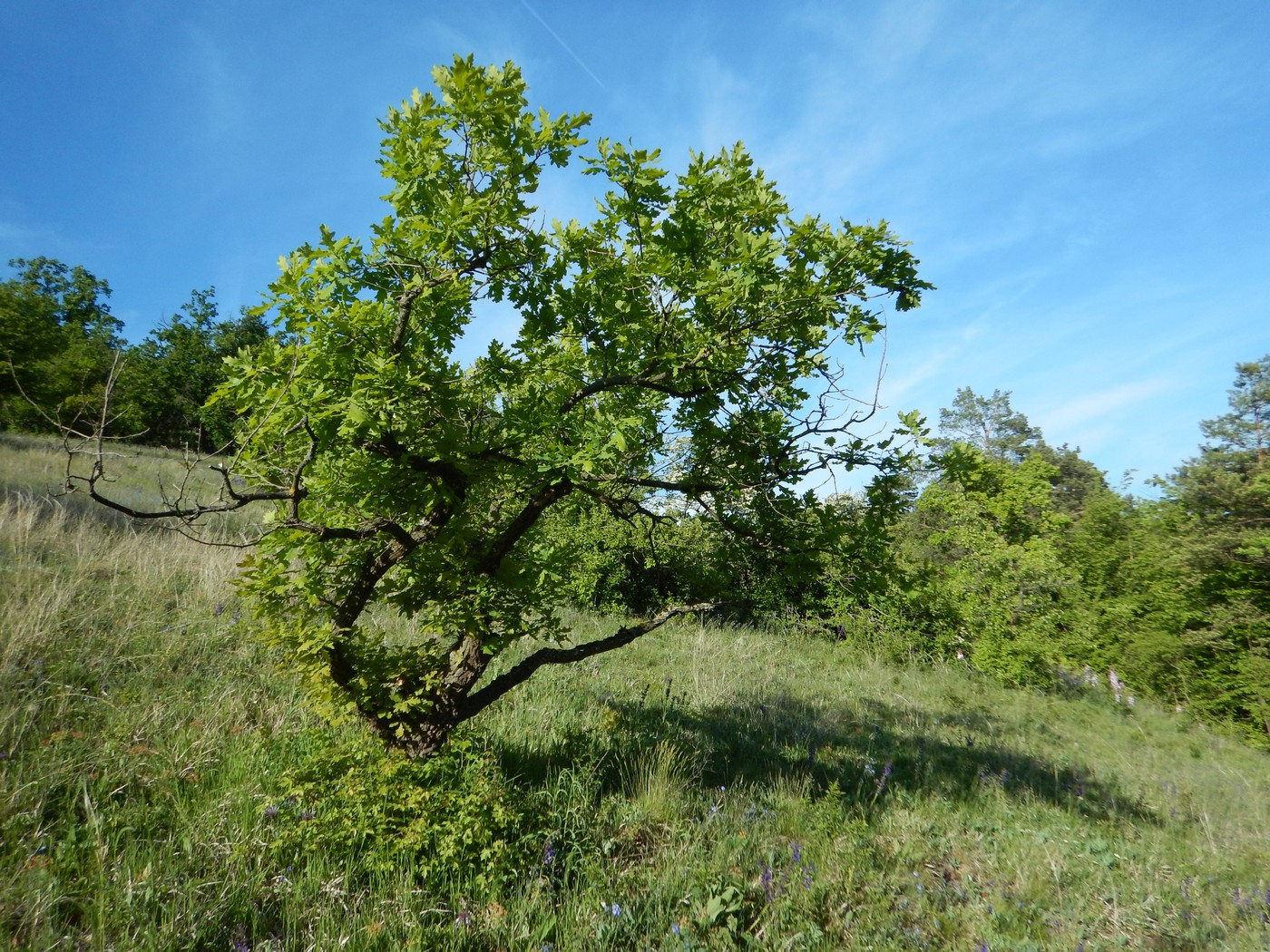 20250514 Myko Cikanka (12)