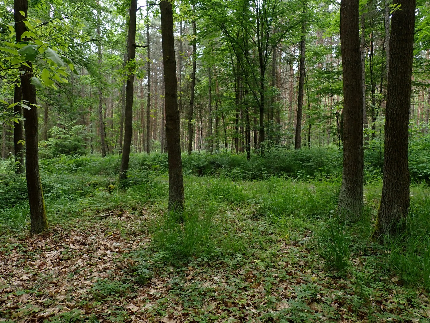 20250519 Myko Beroun (11)