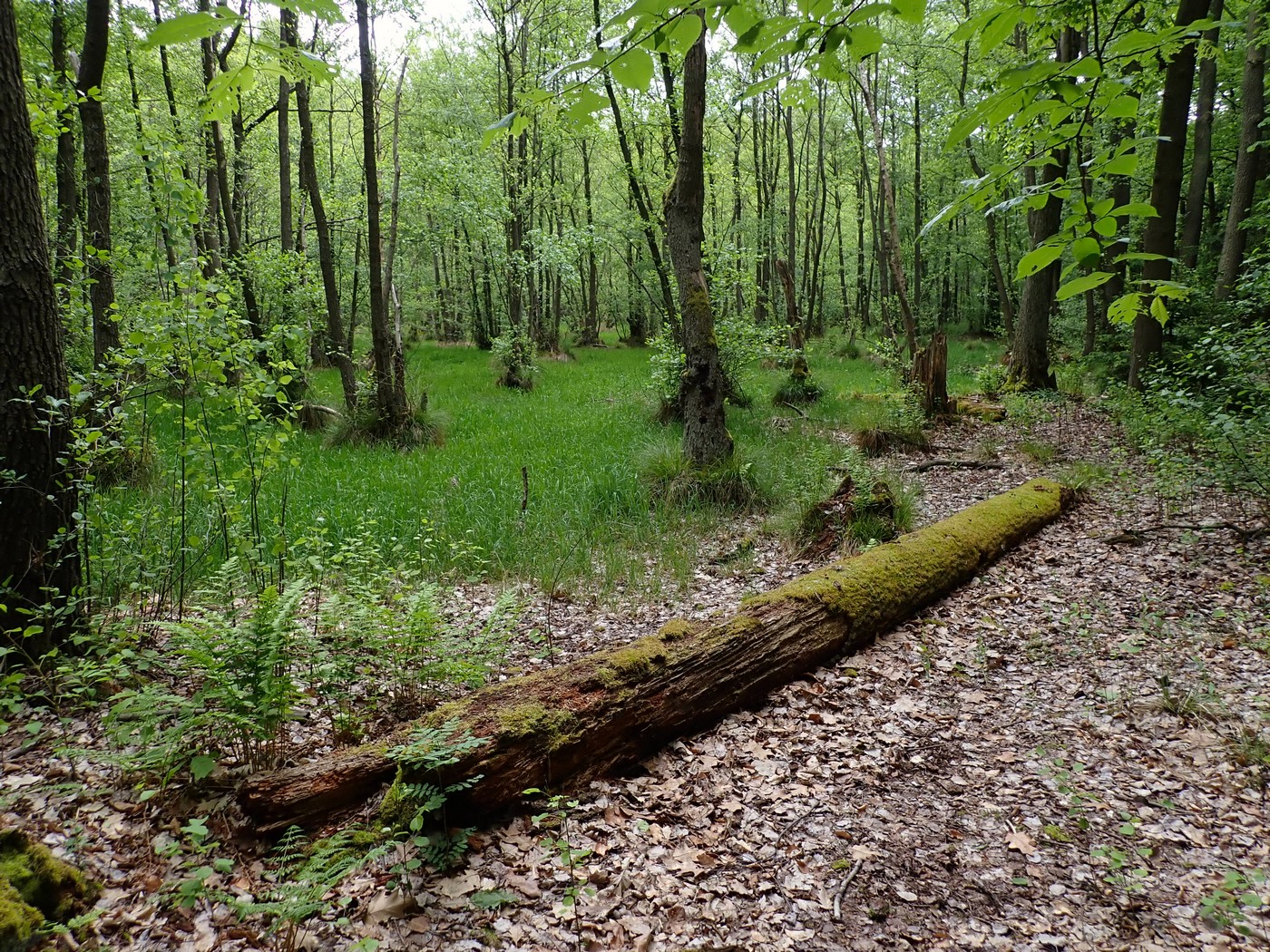 20250519 Myko Beroun (14)