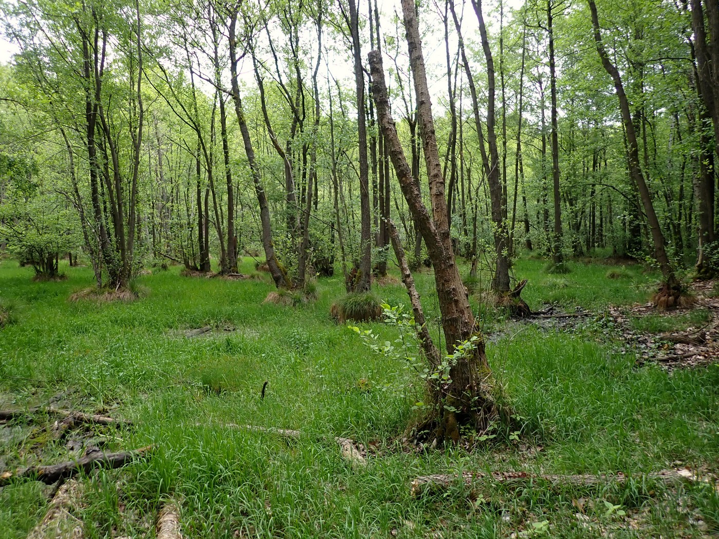 20250519 Myko Beroun (15)