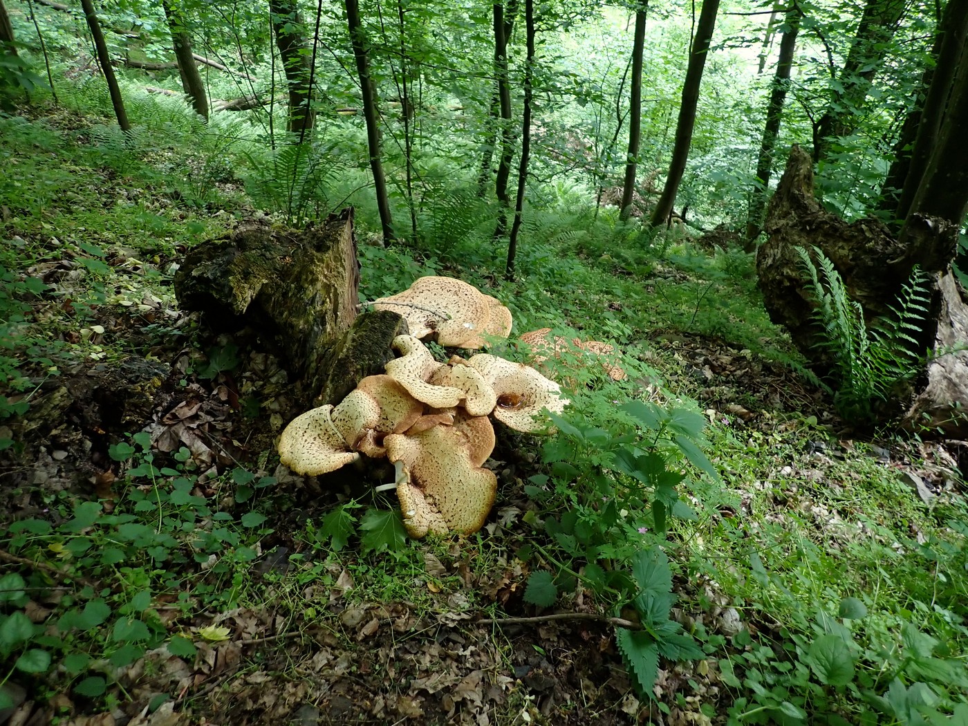 20250519 Myko Beroun (16)