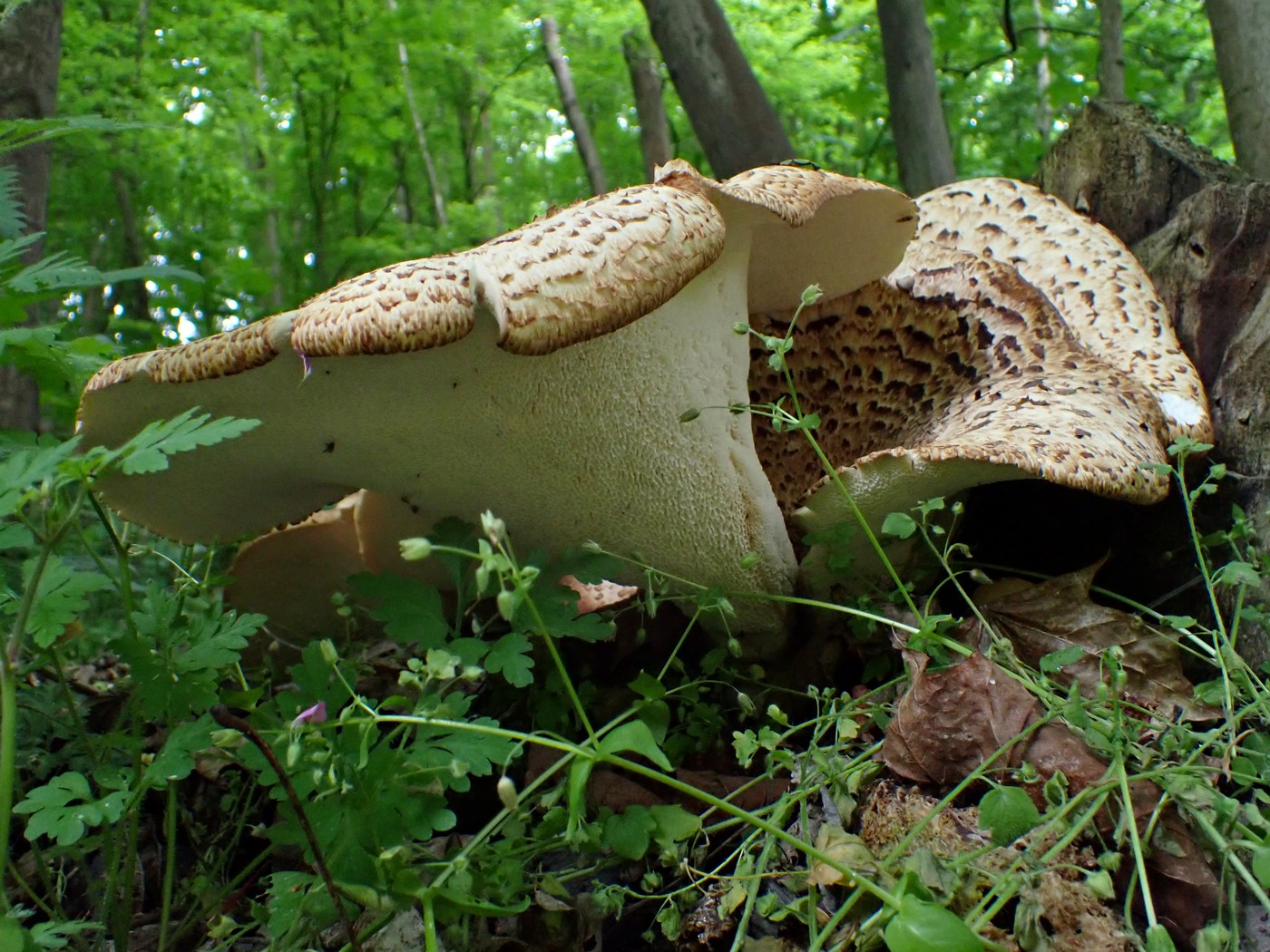 20250519 Myko Beroun (18)