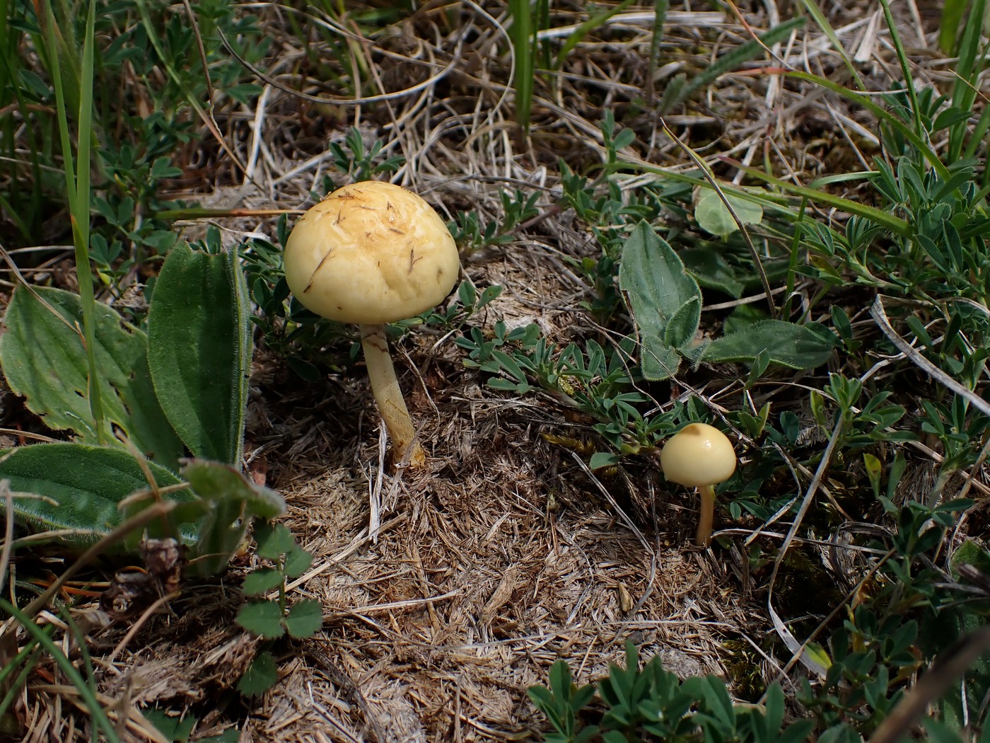 20250520 Myko Prokopak (16)