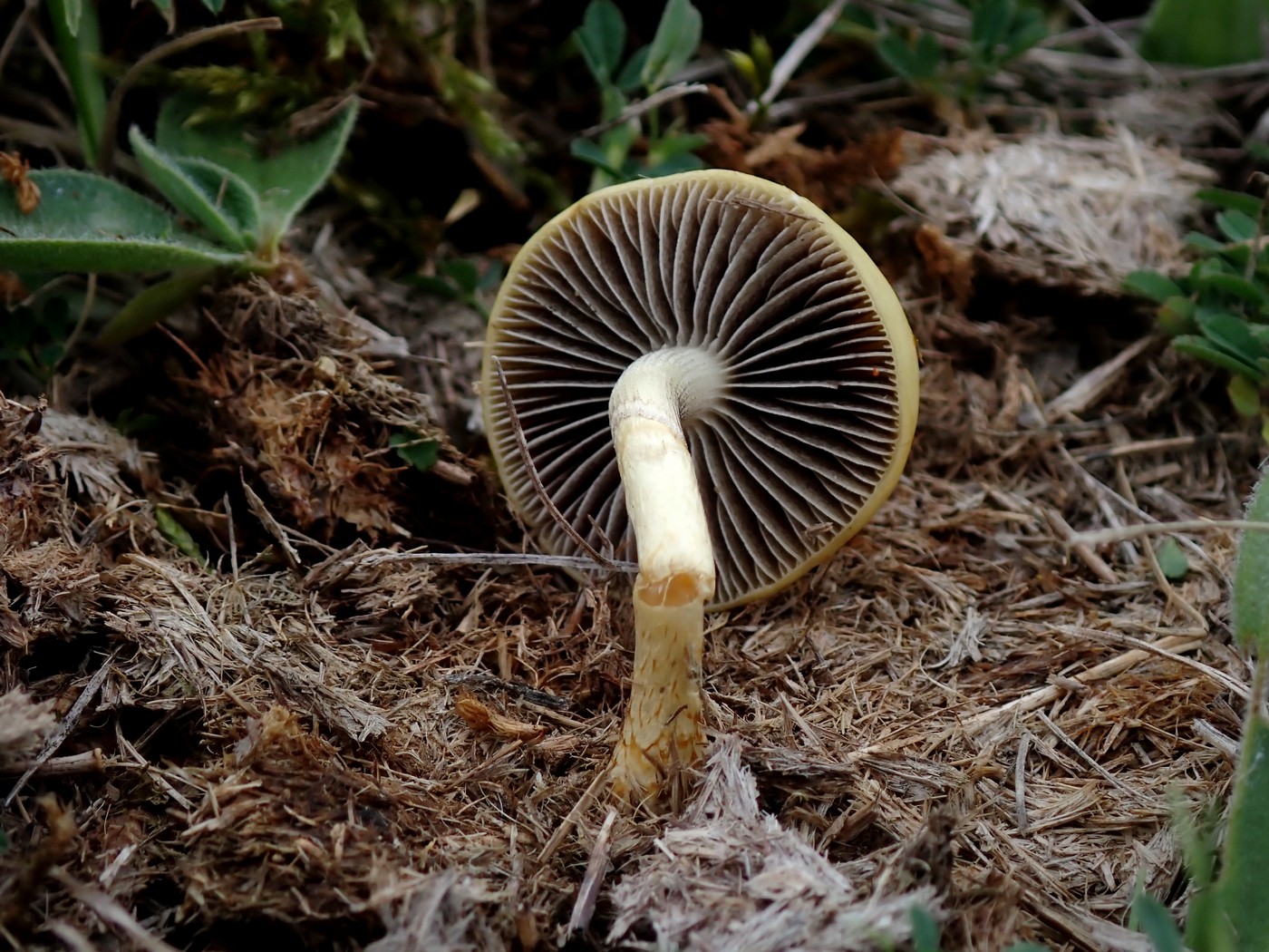 20250520 Myko Prokopak (19)