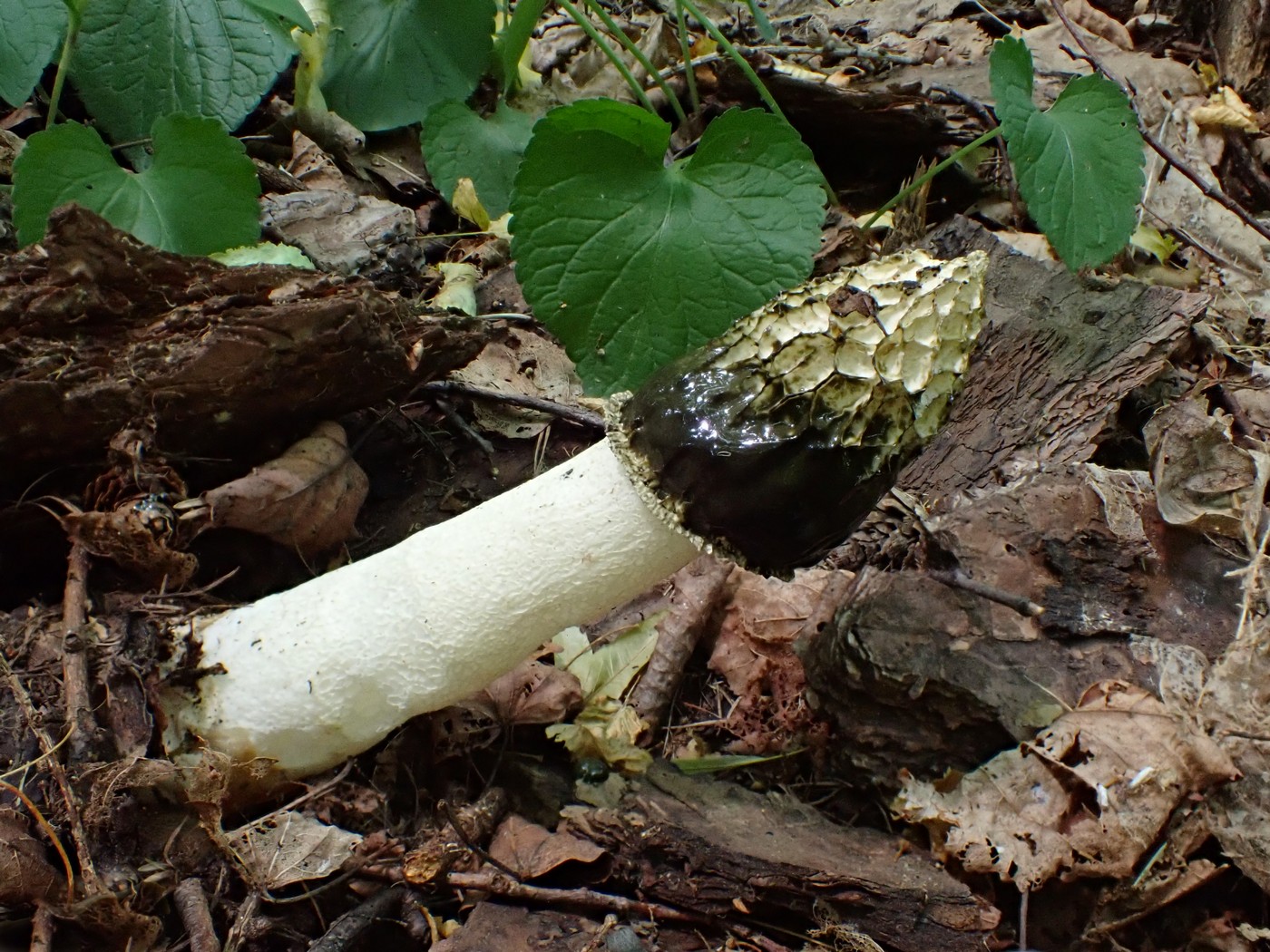 20250626 Myko Prokopak