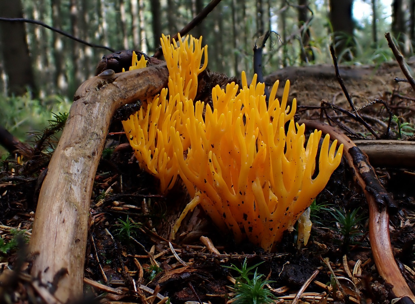 20250829 Myko Harr (12) (2)