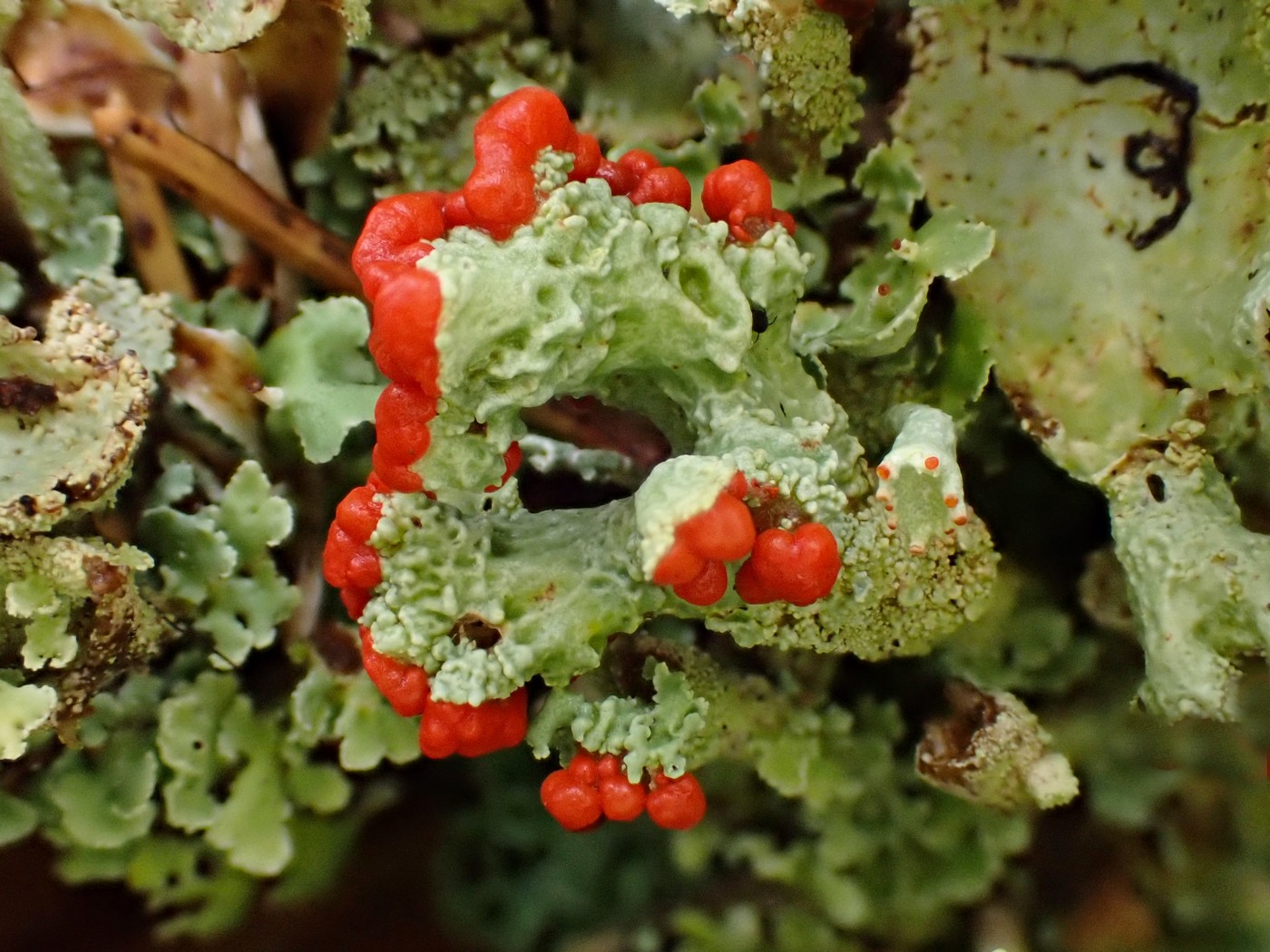 20250829 Myko Harr (17)