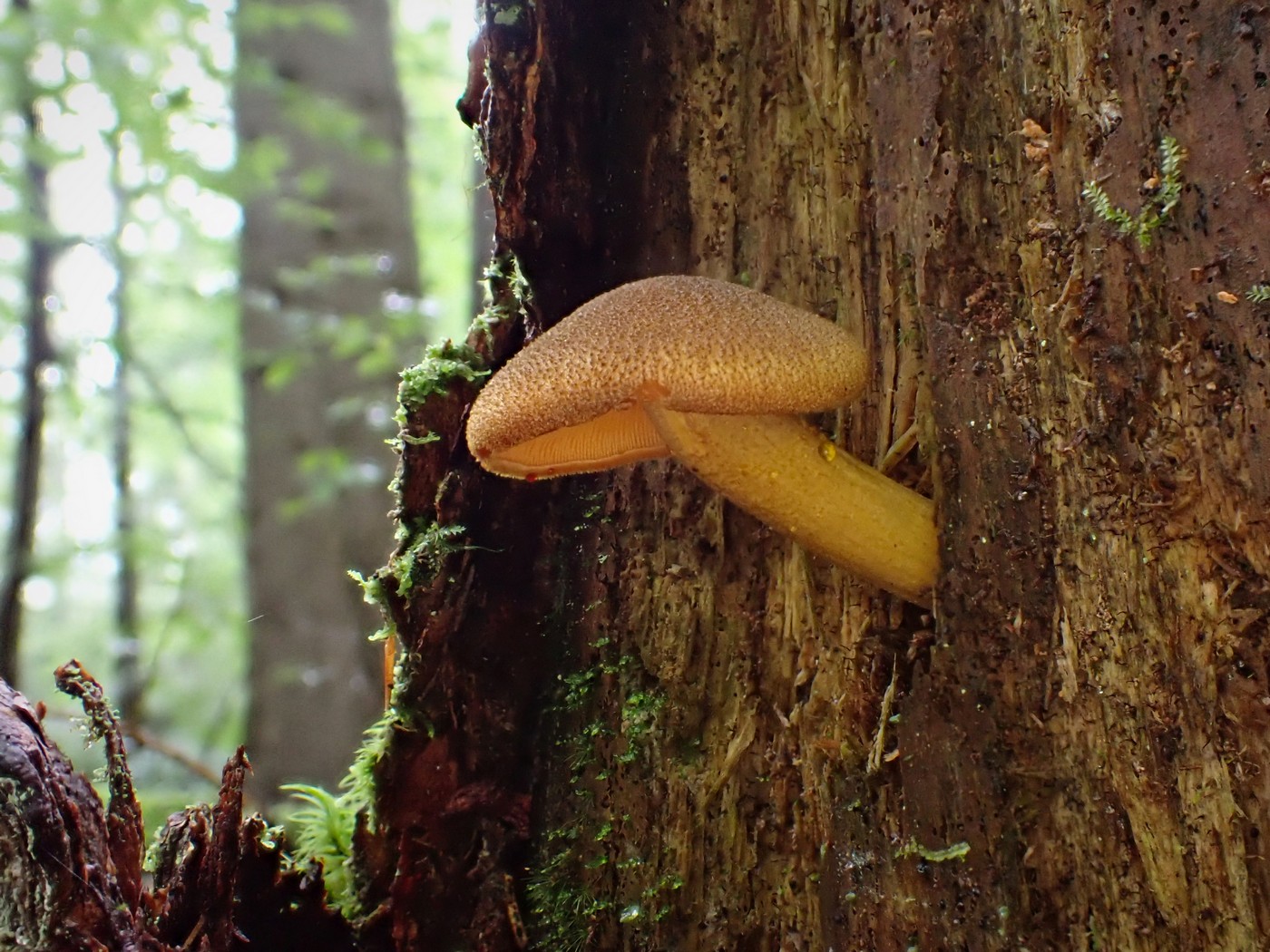 20250829 Myko Harr (19)