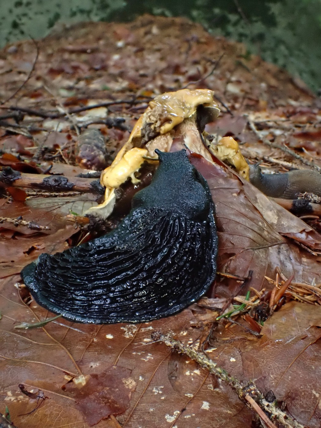 20250829 Myko Harr (20)