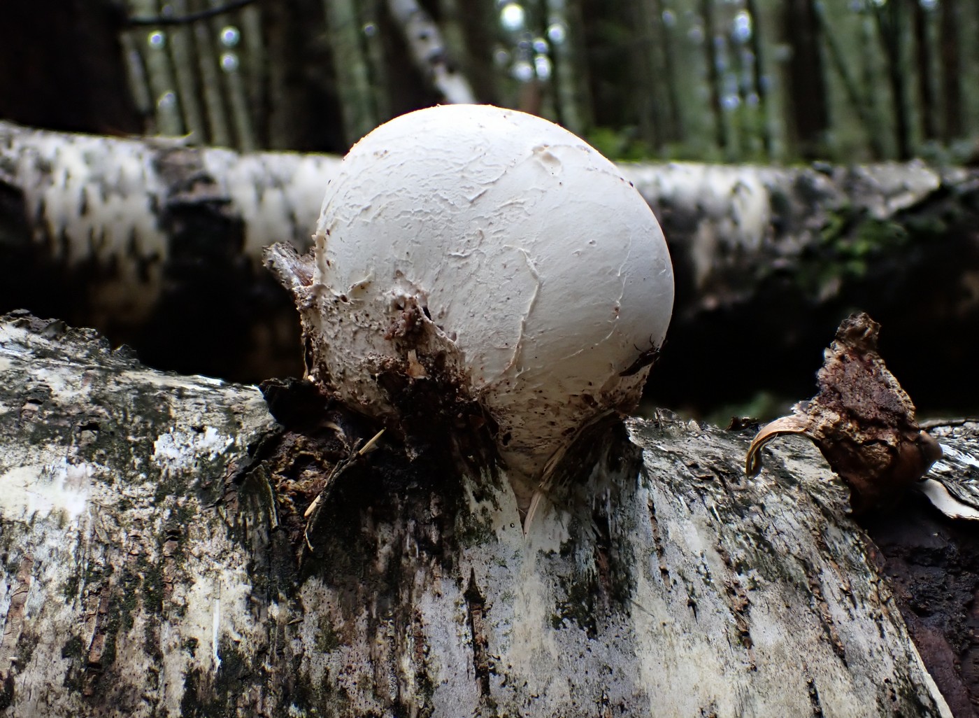 20250830 Myko Harr (11) (2)