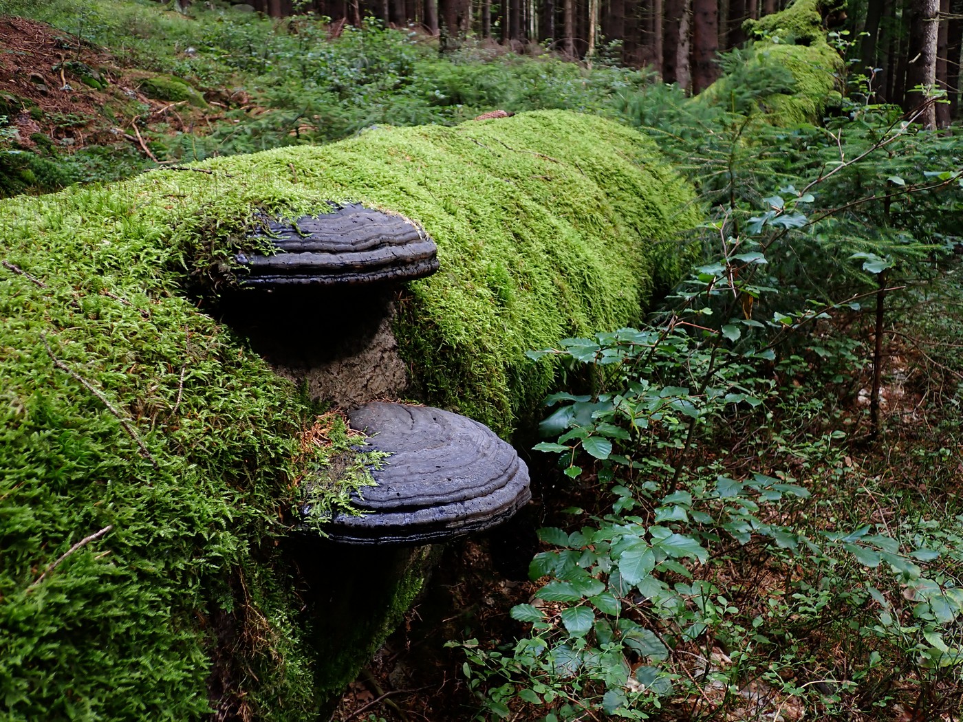 20250830 Myko Harr (11)