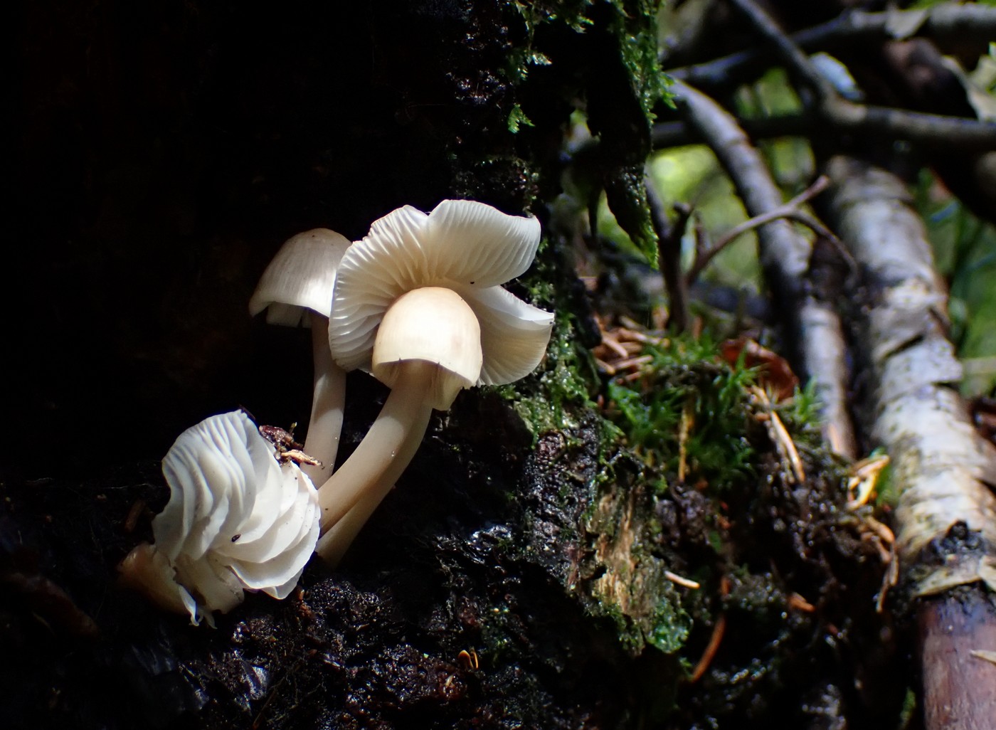 20250830 Myko Harr (12) (2)