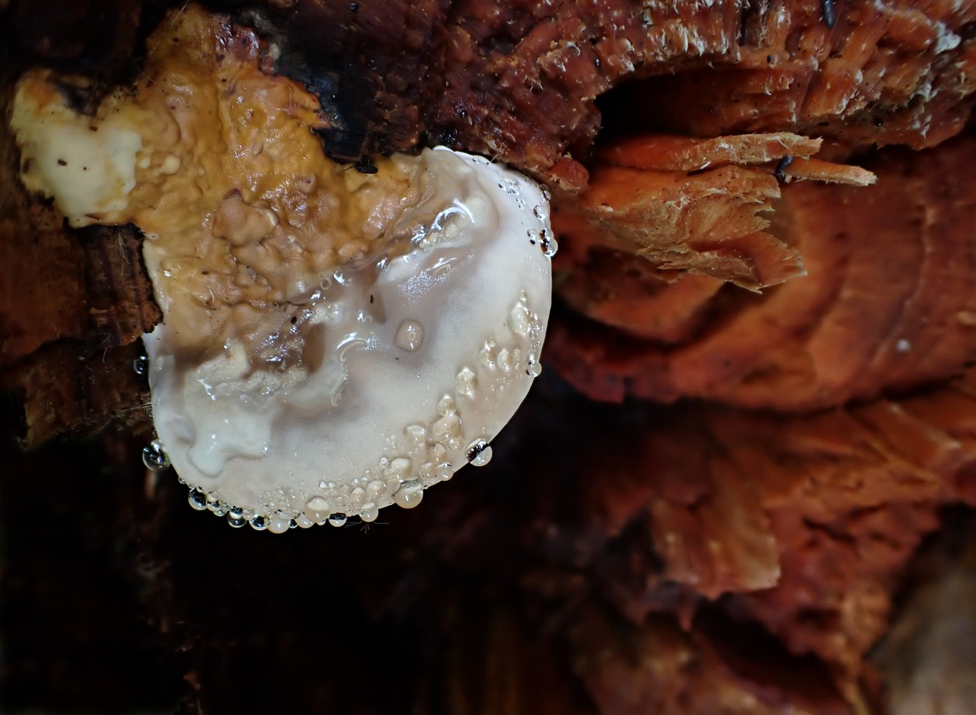 20250830 Myko Harr (19)