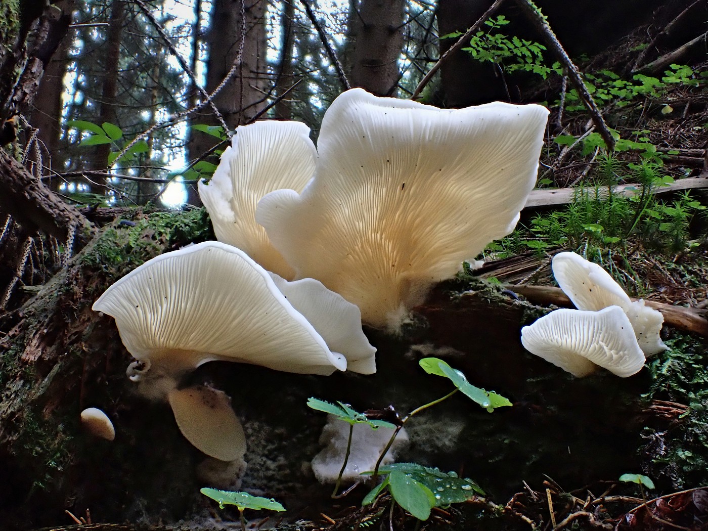 20250902 Myko Harr (2)