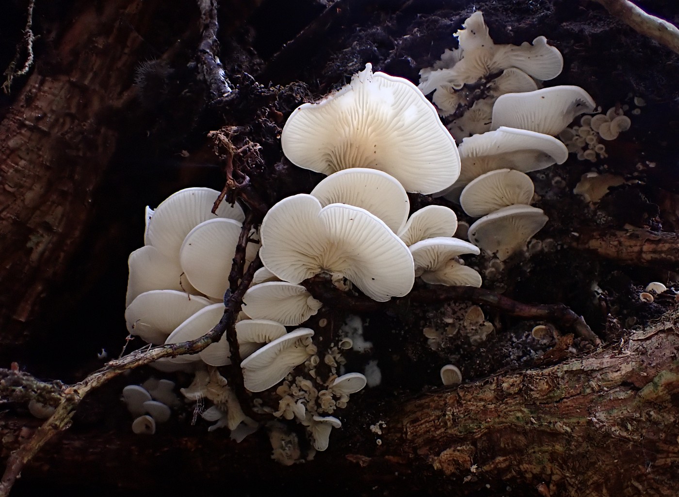 20250902 Myko Harr (4)