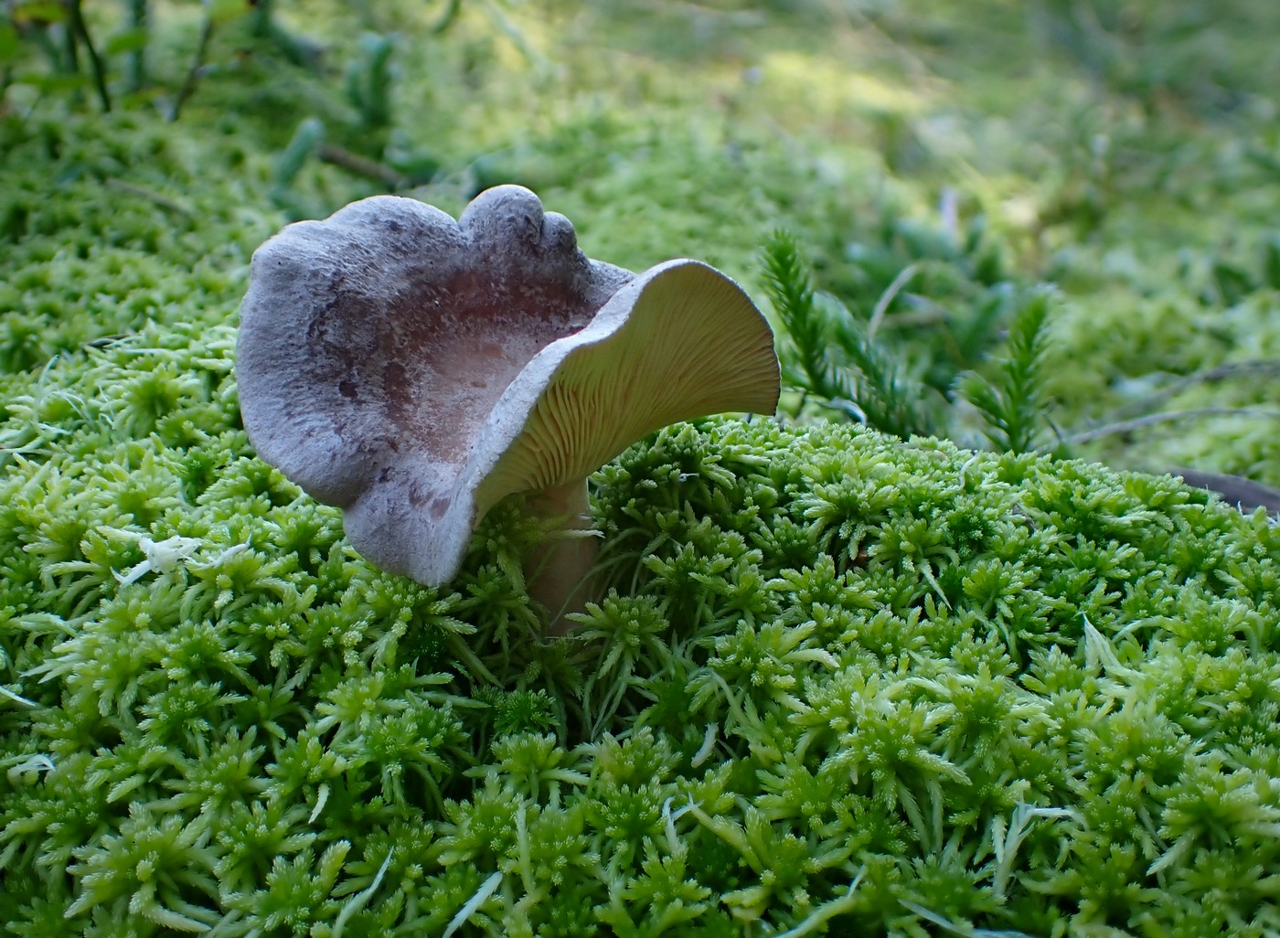 20250903 Myko PL (11)