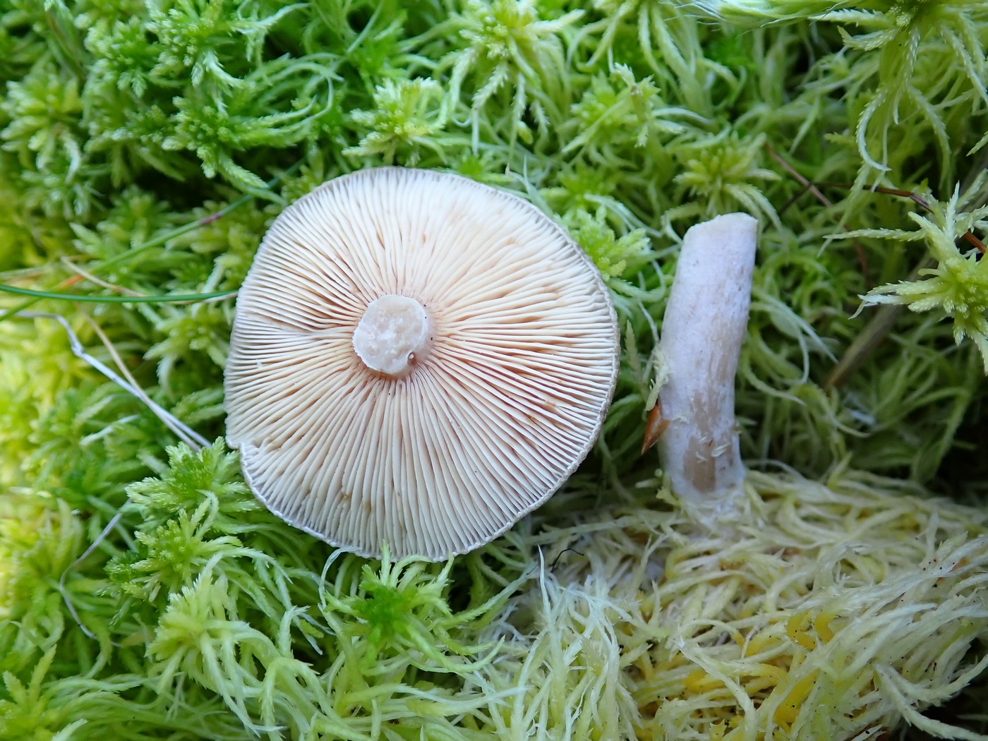 20250903 Myko PL (12)