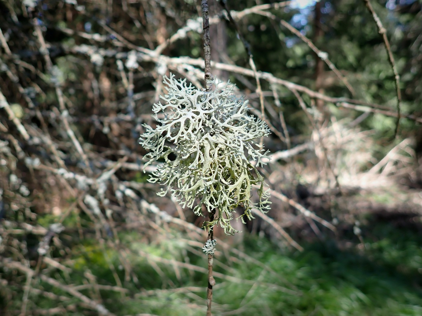 20250903 Myko PL (15)