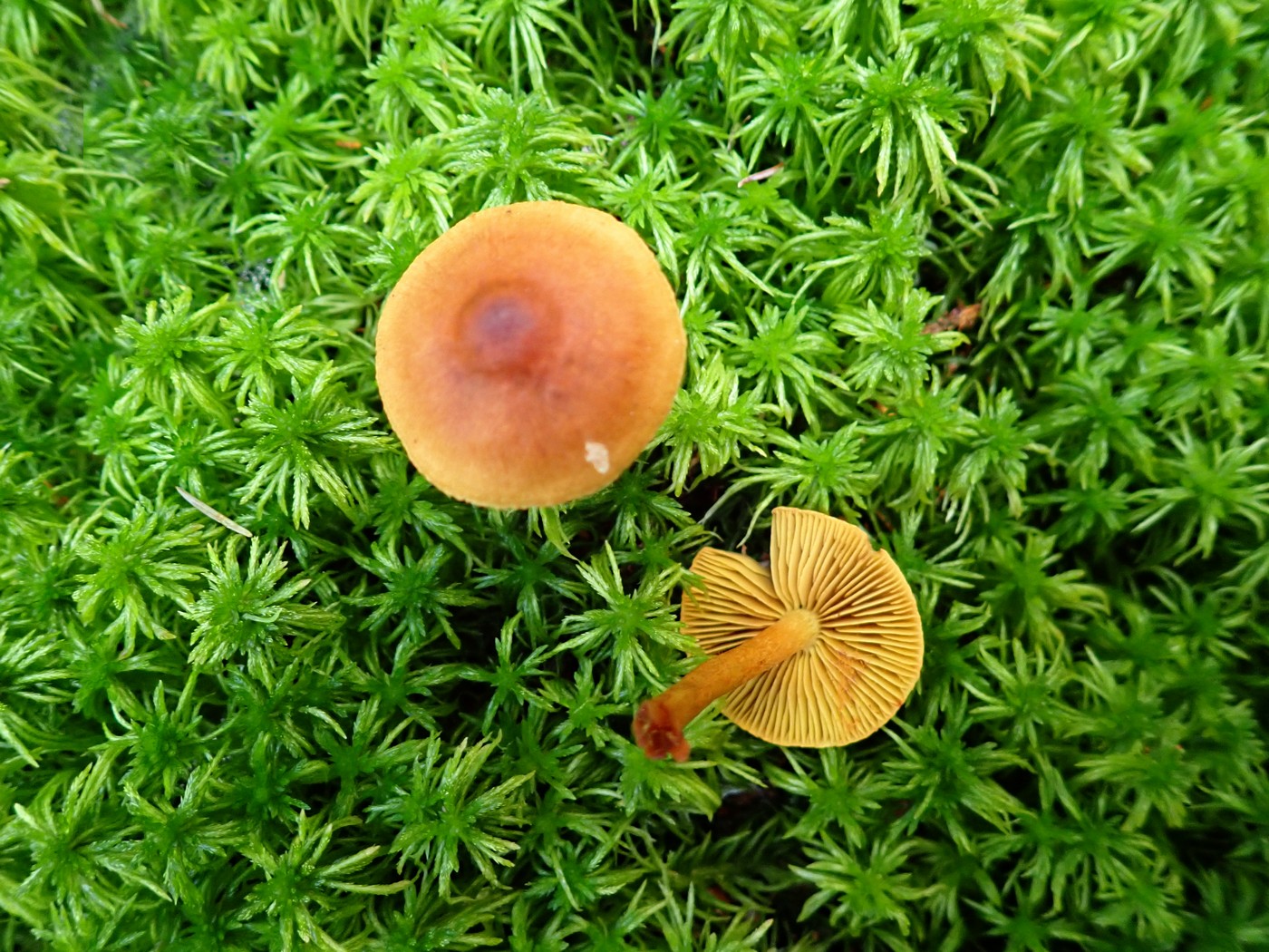 20250903 Myko PL (19)