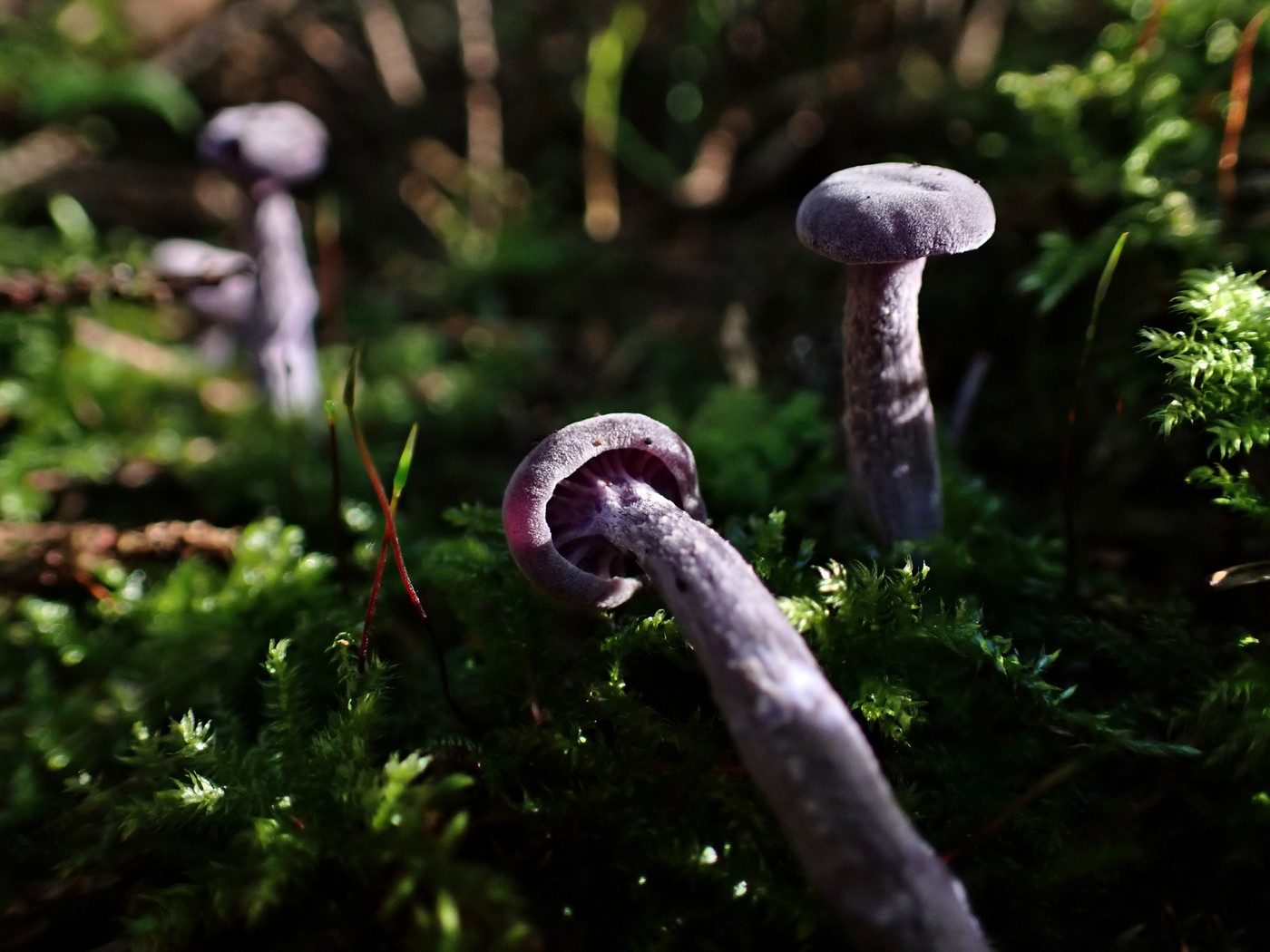 20250903 Myko PL (21)