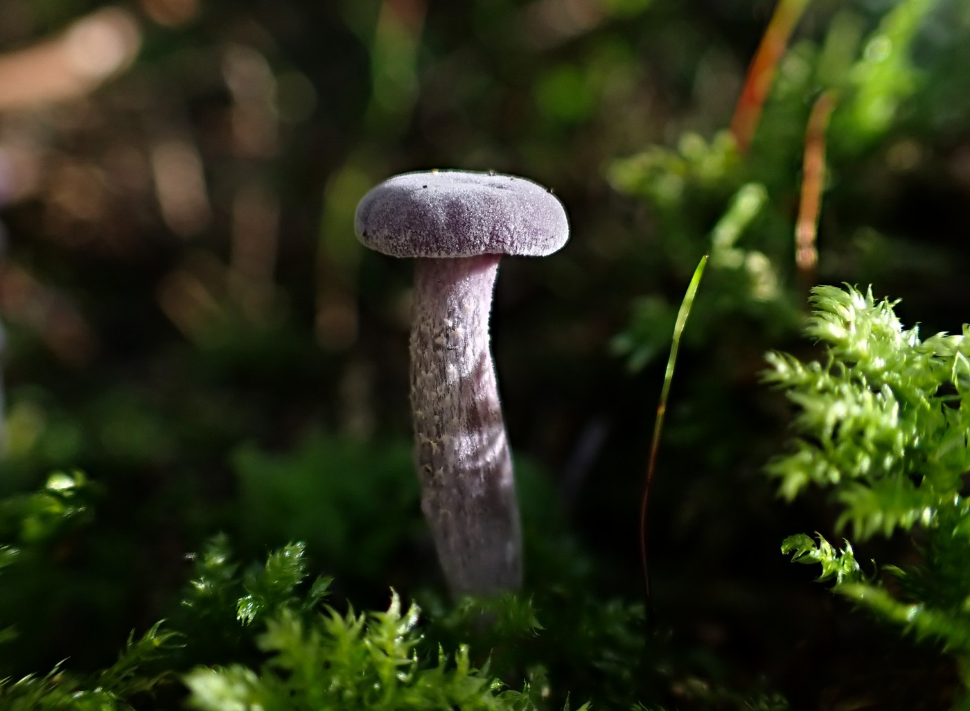 20250903 Myko PL (22)