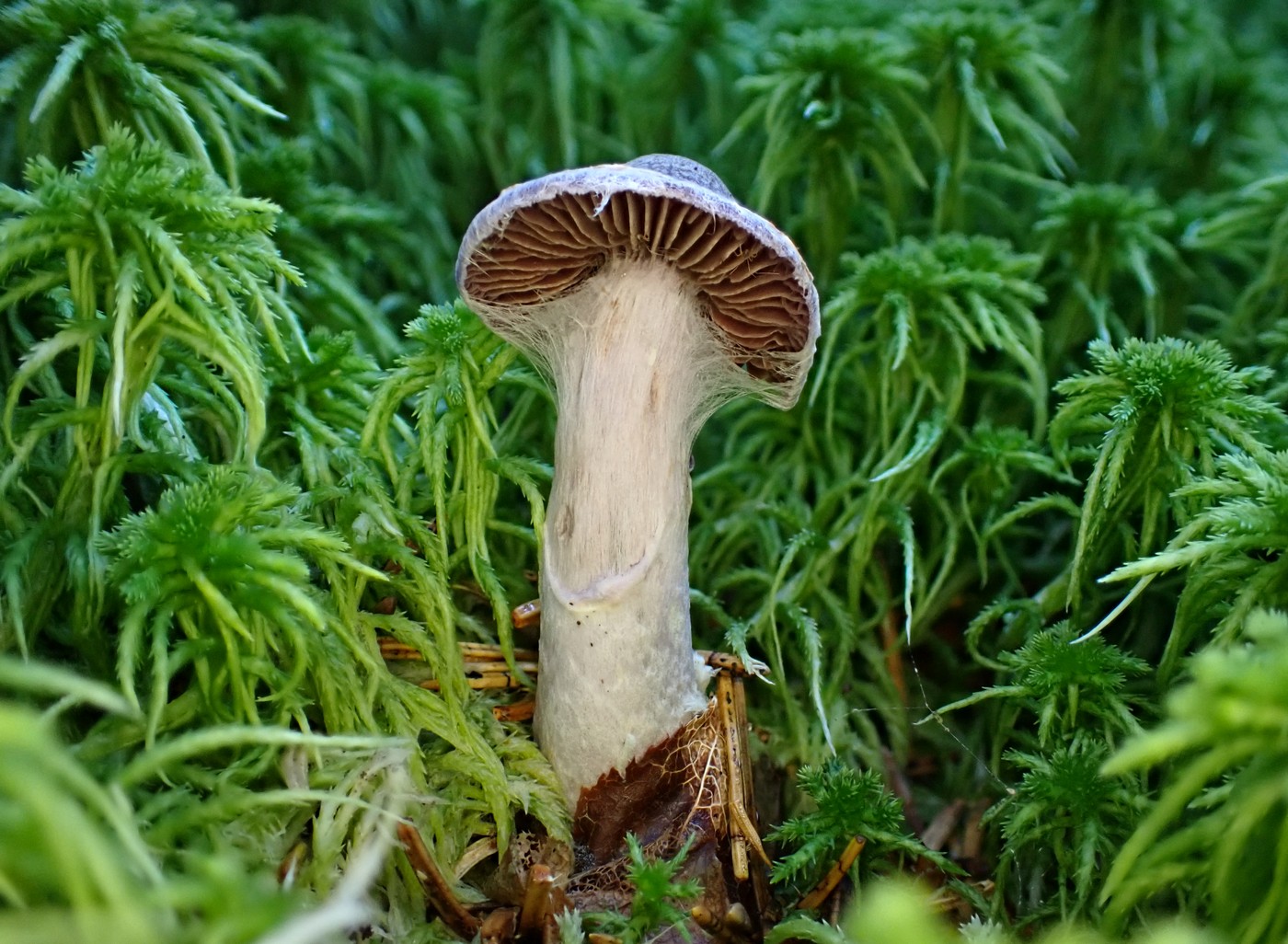 20250903 Myko PL (23)