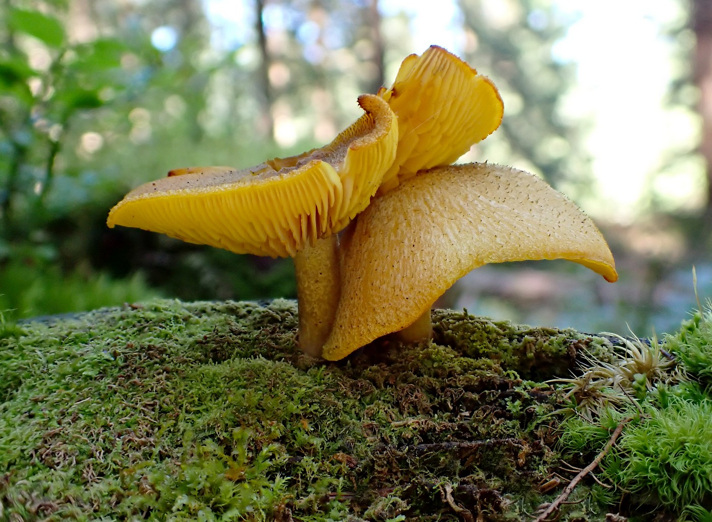 20250903 Myko PL (24)