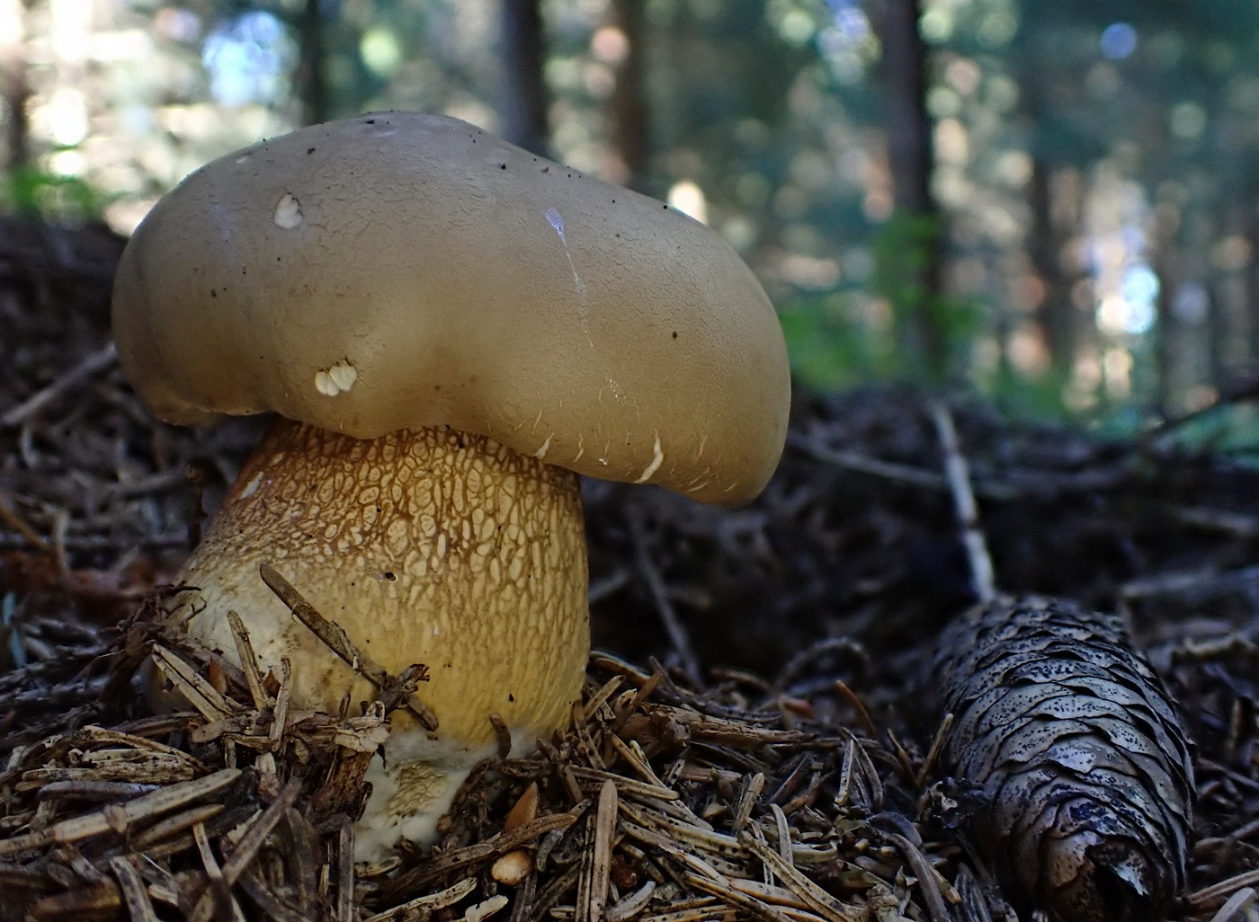 20250903 Myko PL (26)