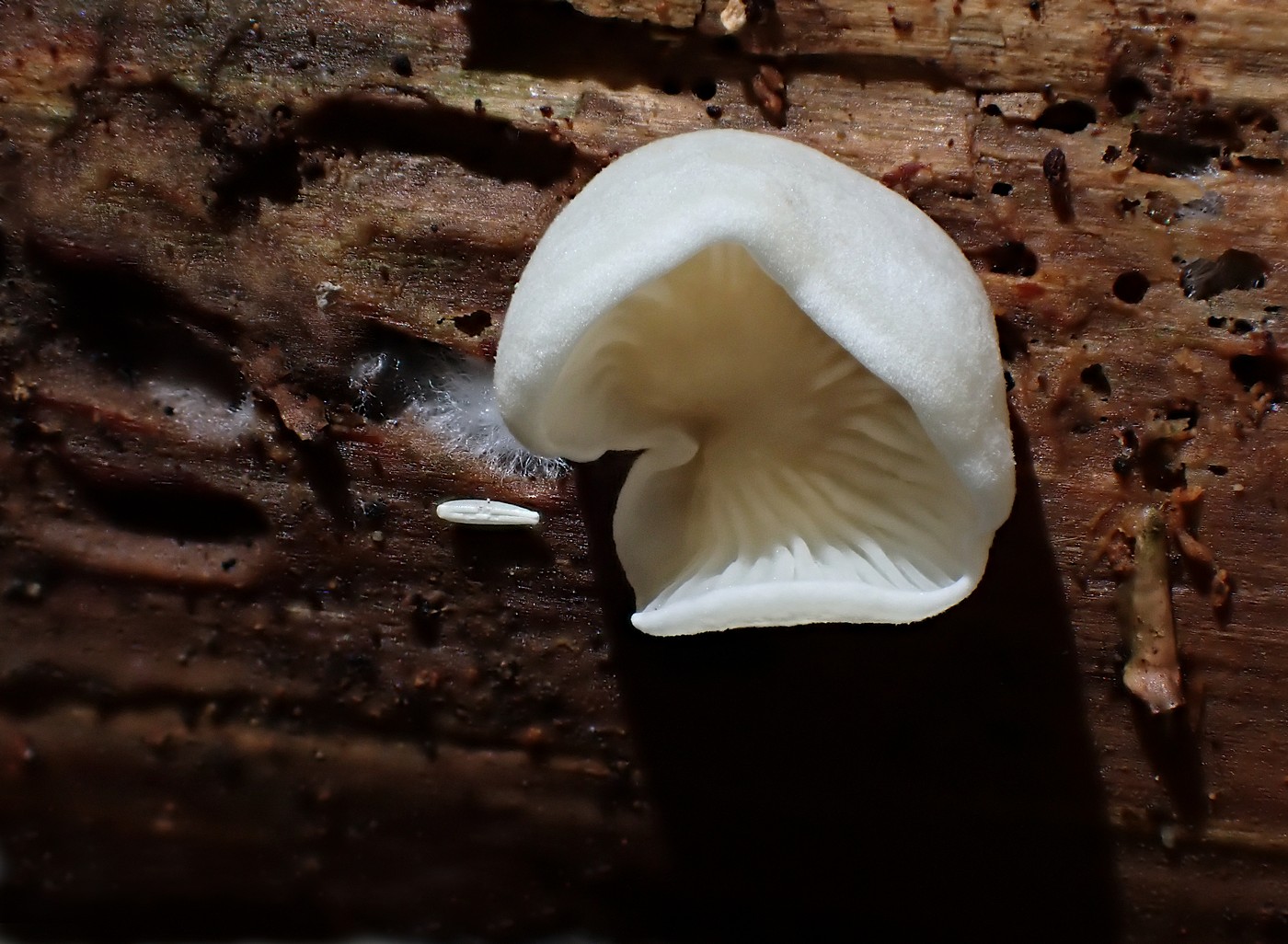 20250903 Myko PL (27)