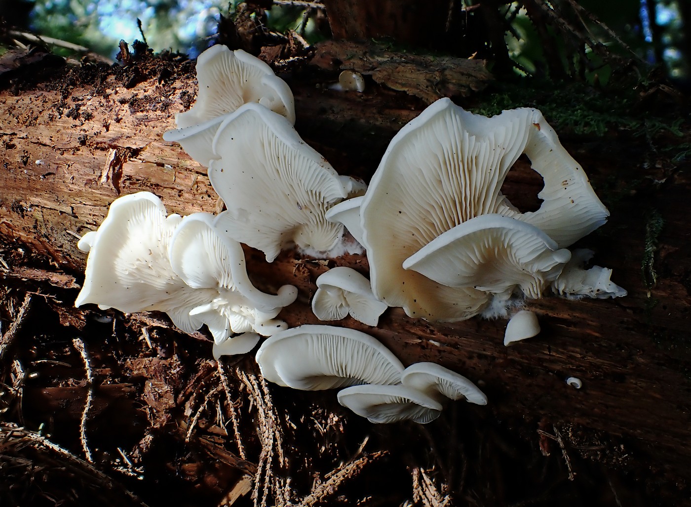 20250903 Myko PL (28)