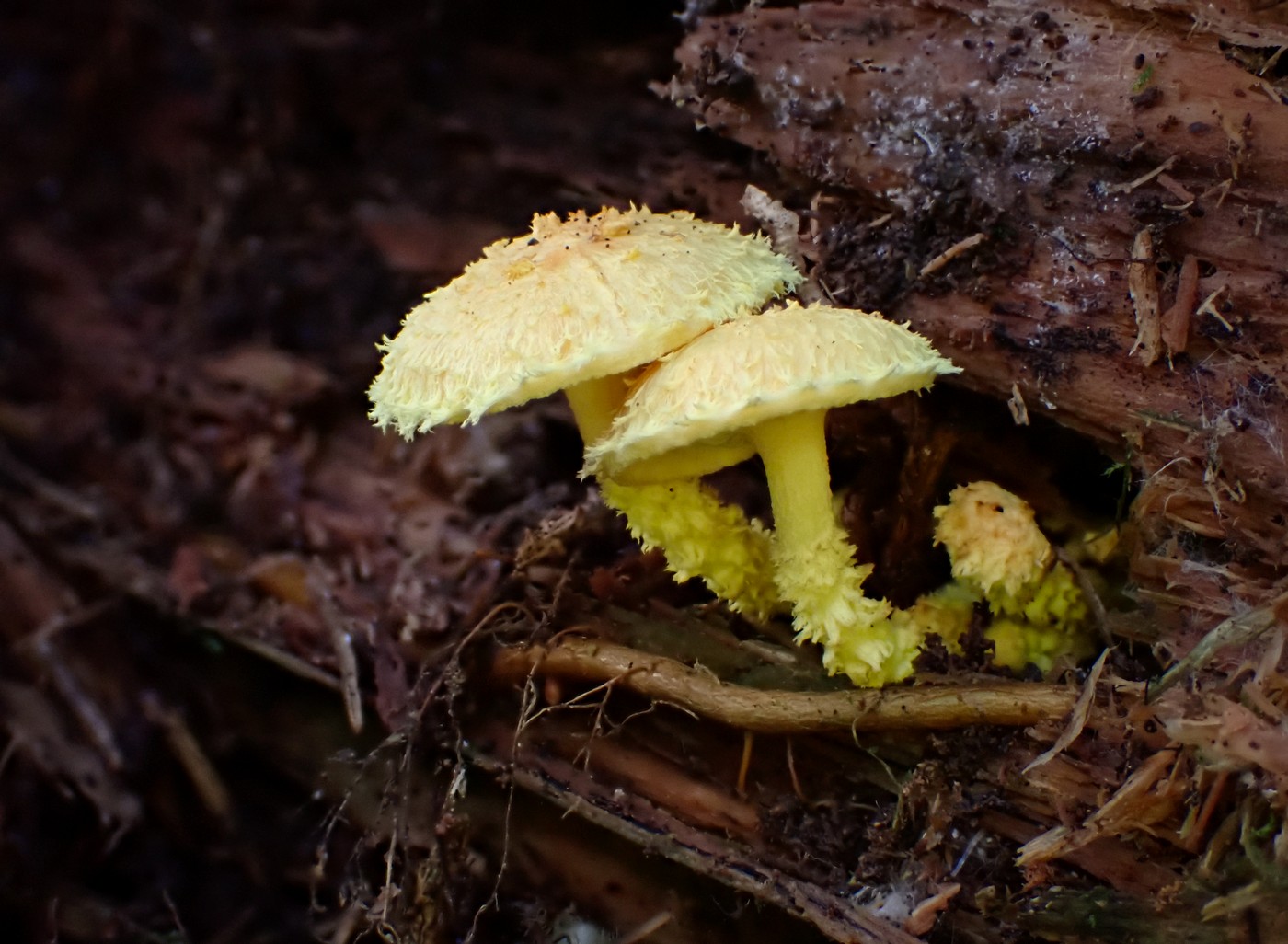 20250903 Myko PL (29)