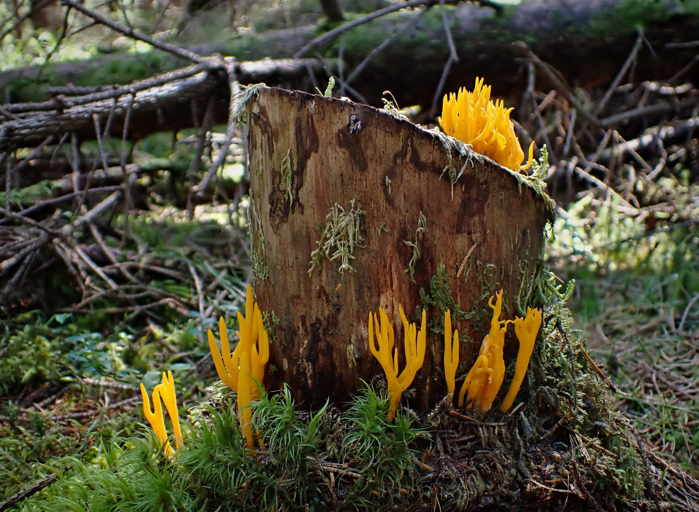 20250903 Myko PL (30)