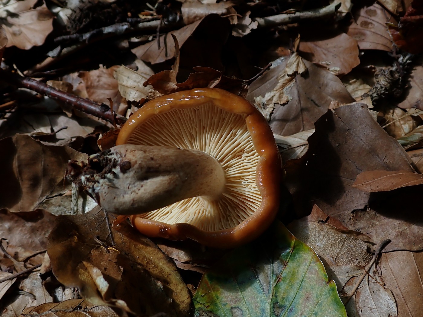 20250909 Myko Harr (13)