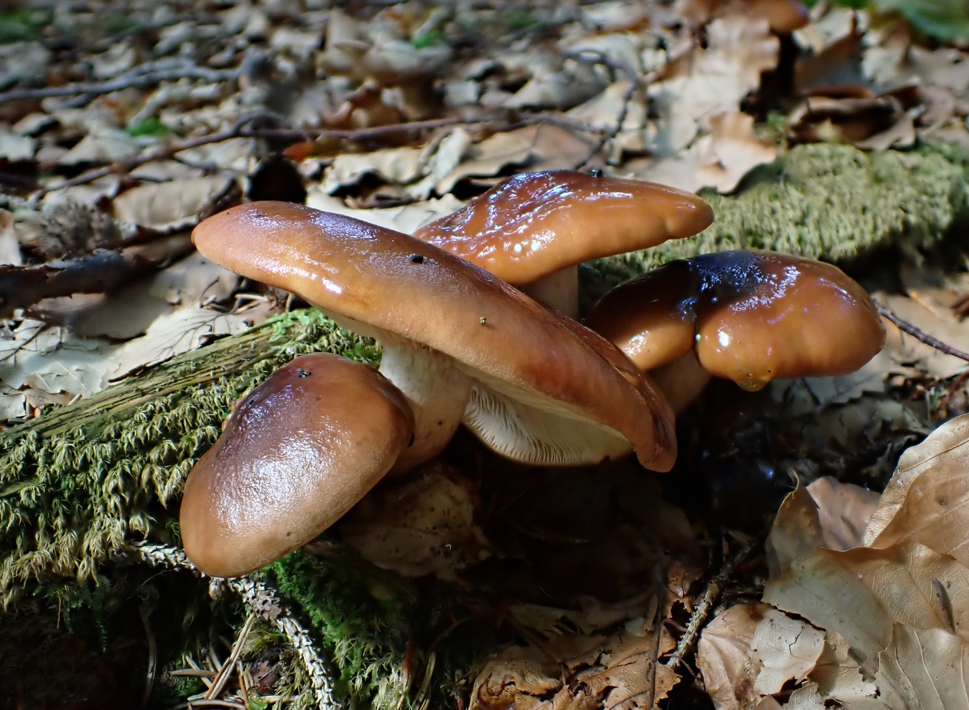 20250909 Myko Harr (14)